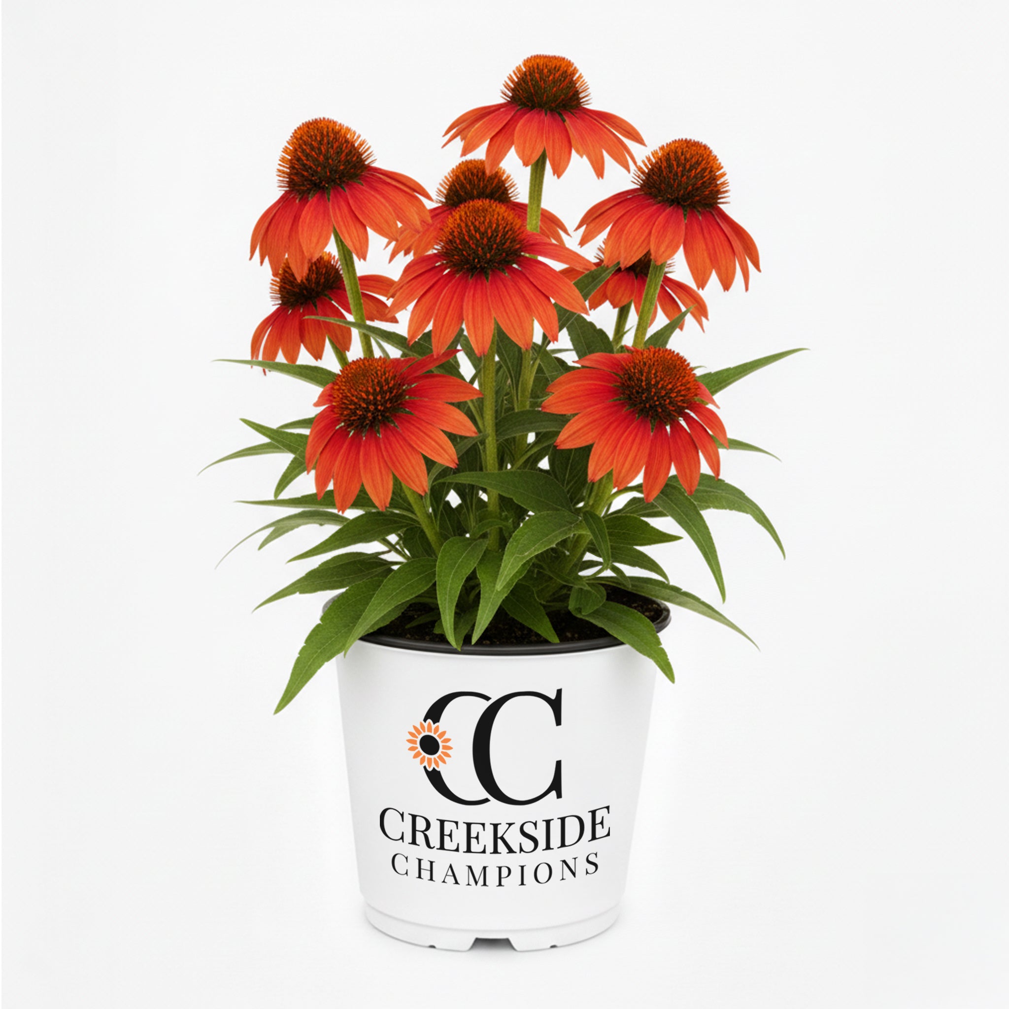 SOMBRERO® 'Adobe Orange' Echinacea | Creekside Champions