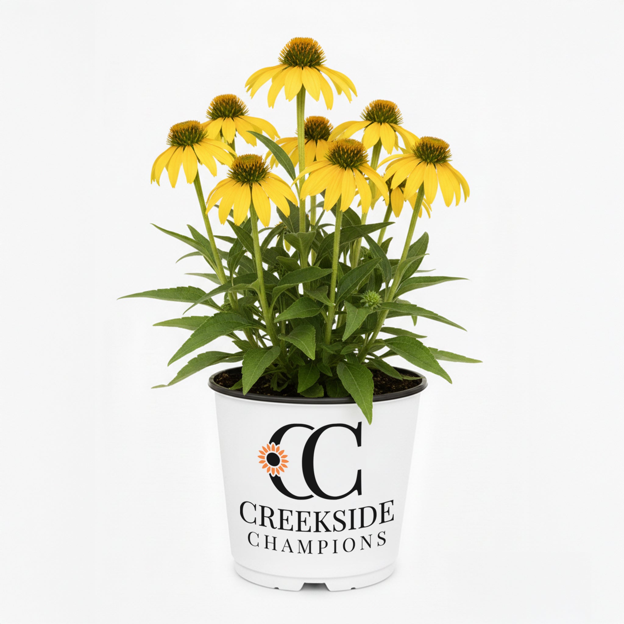 echinacea sombrero lemon yellow seeds SOMBRERO® 'Lemon Yellow Improved' Echinacea