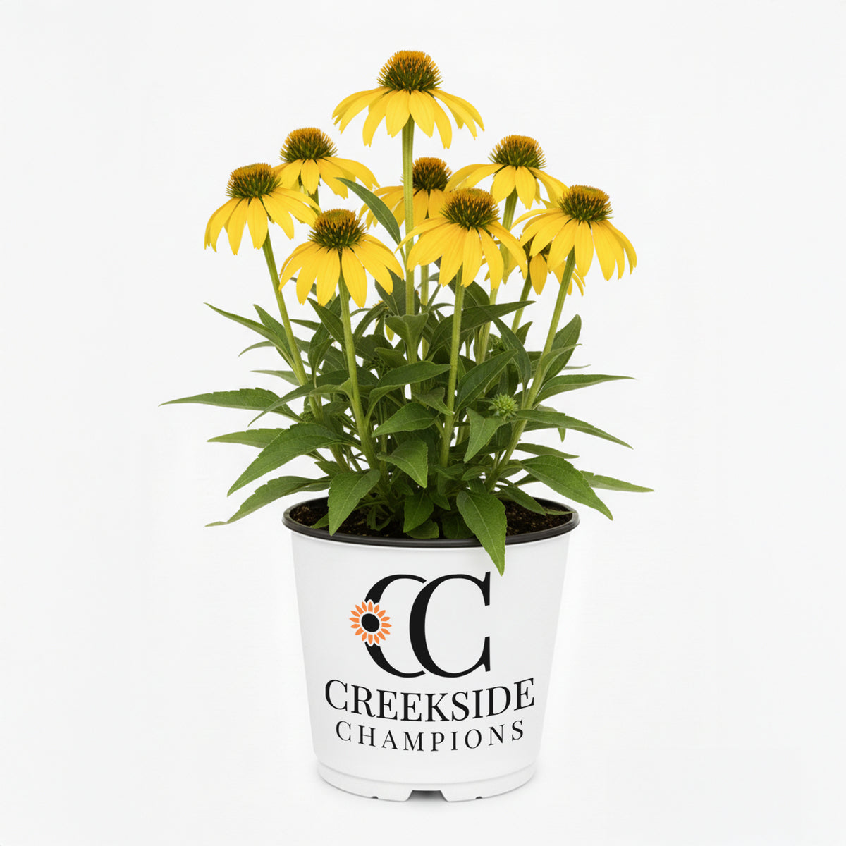 yellow echinacea flowers in a pot, Sombrero Lemon Yellow Improved