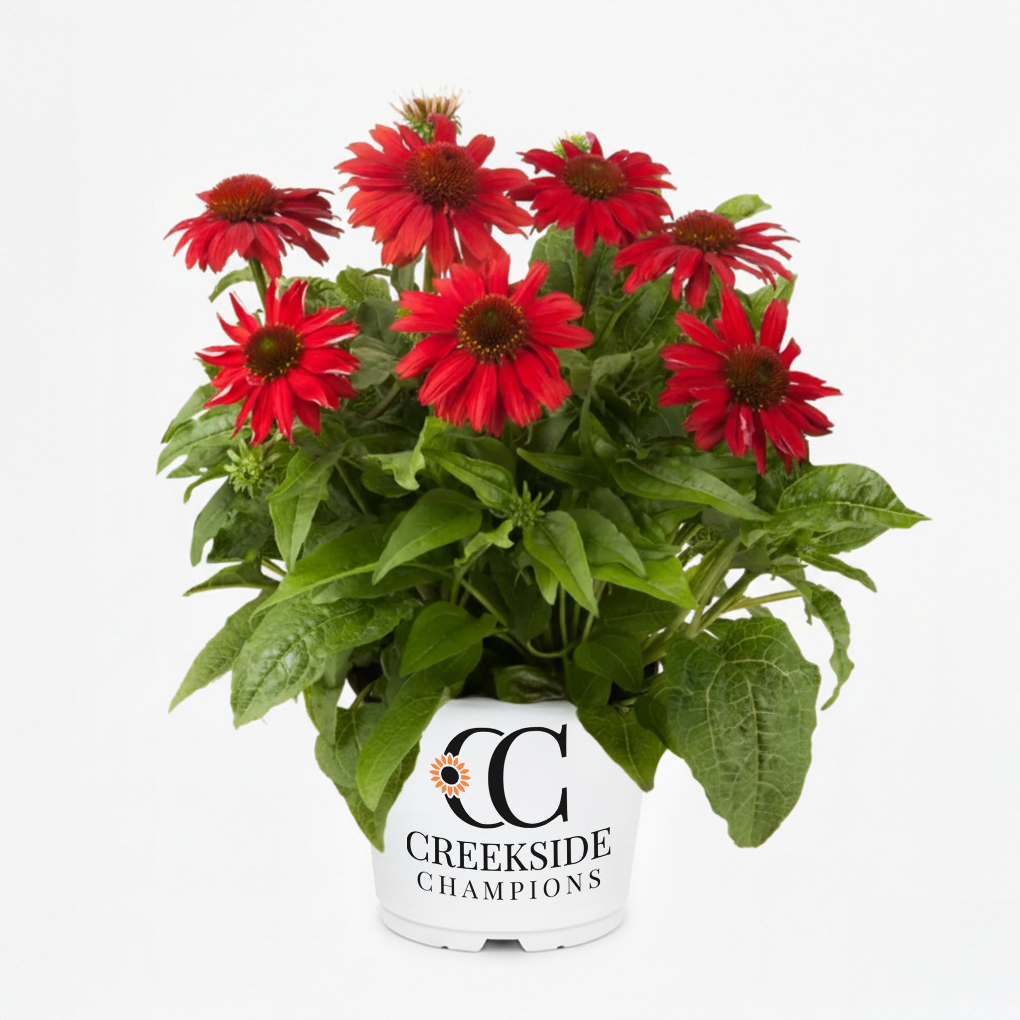 SOMBRERO® 'Salsa Red' Echinacea | Creekside Champions™ – Creekside