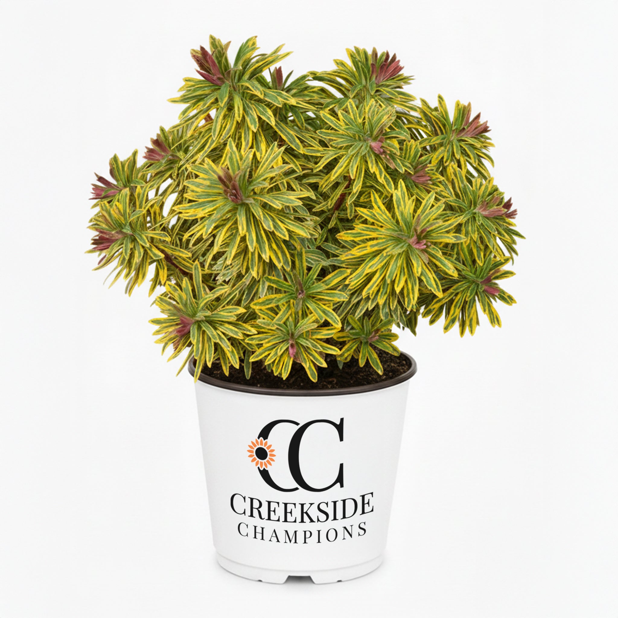 rainbow house plant Ascot Rainbow' Euphorbia