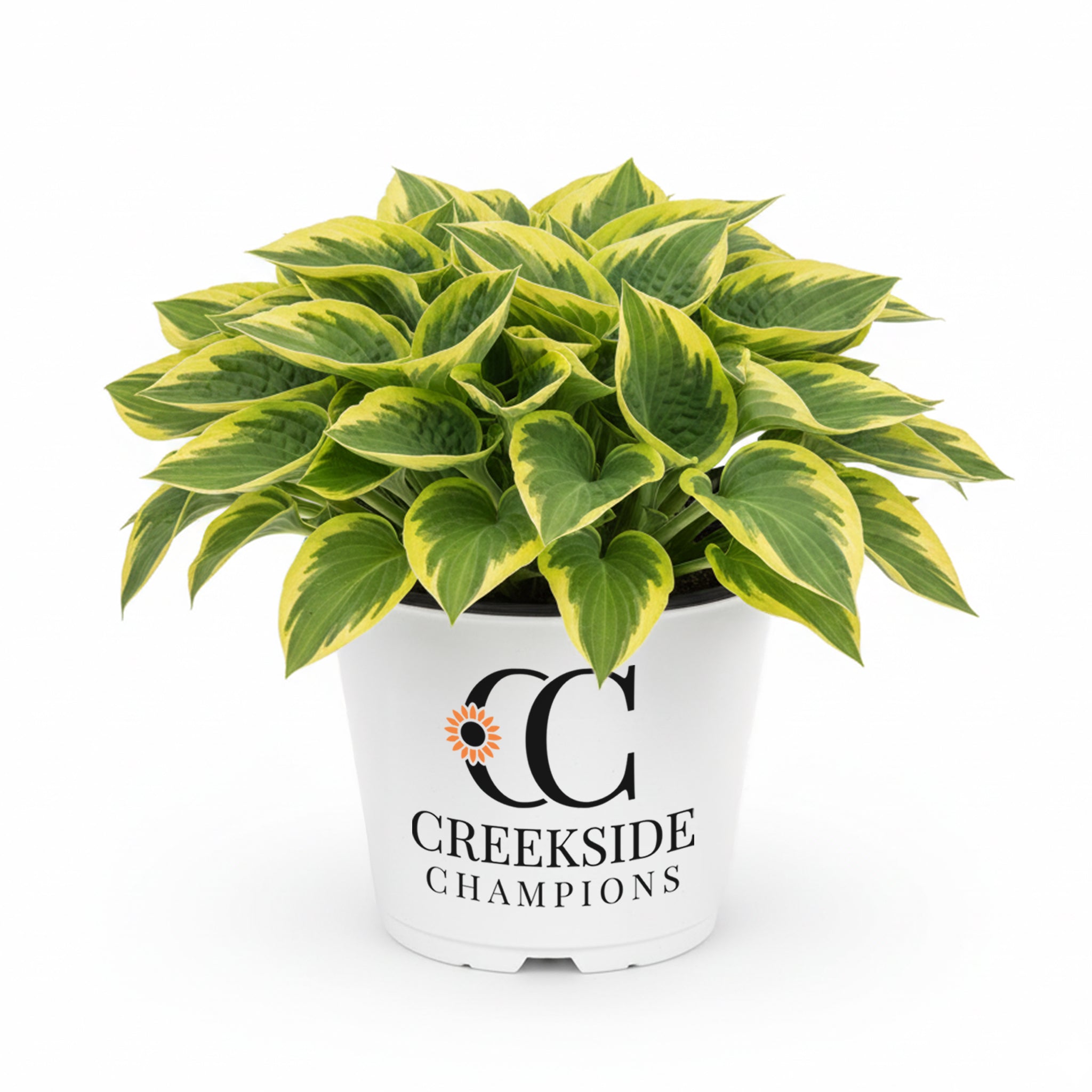 Golden Tiara' Hosta