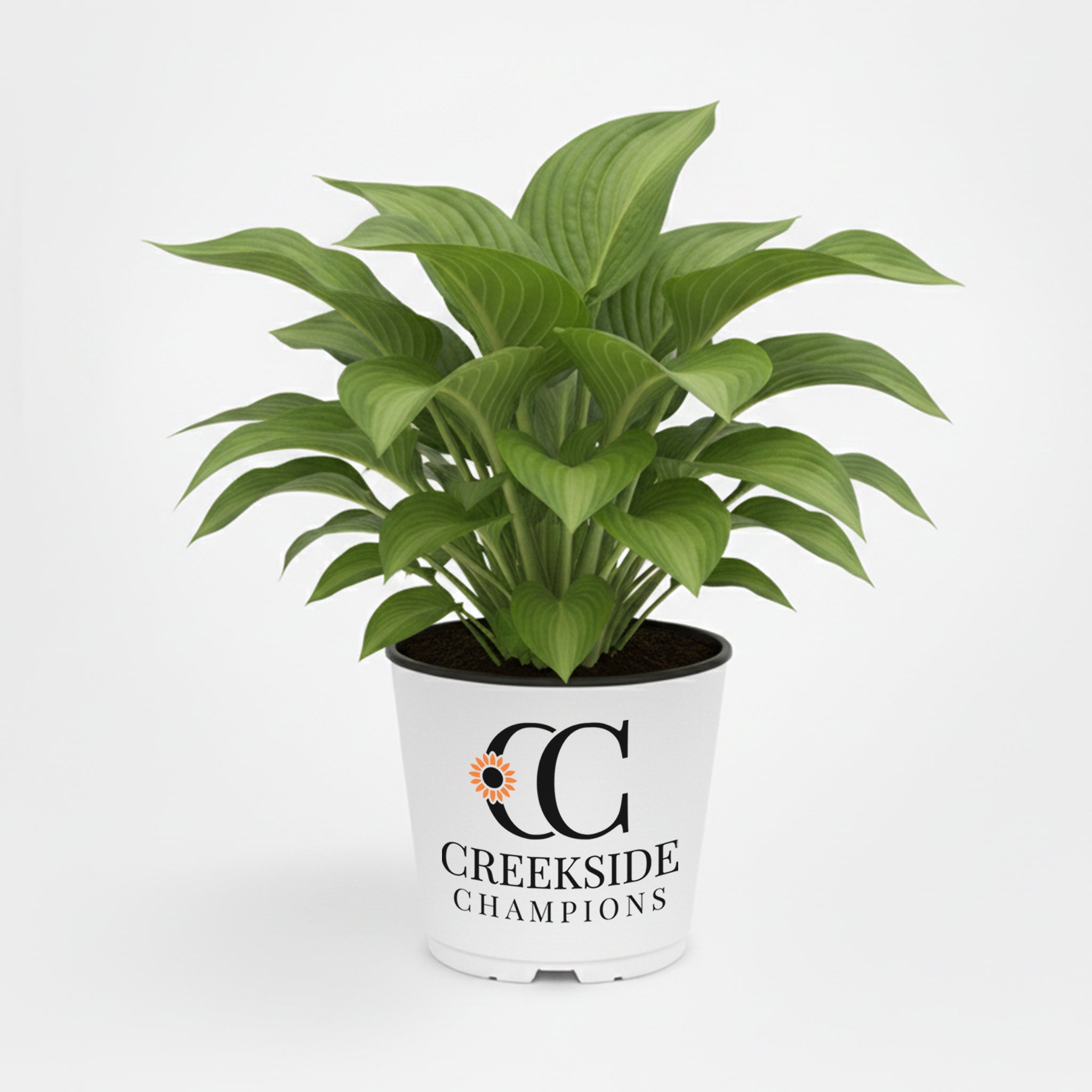 Guacamole' Hosta