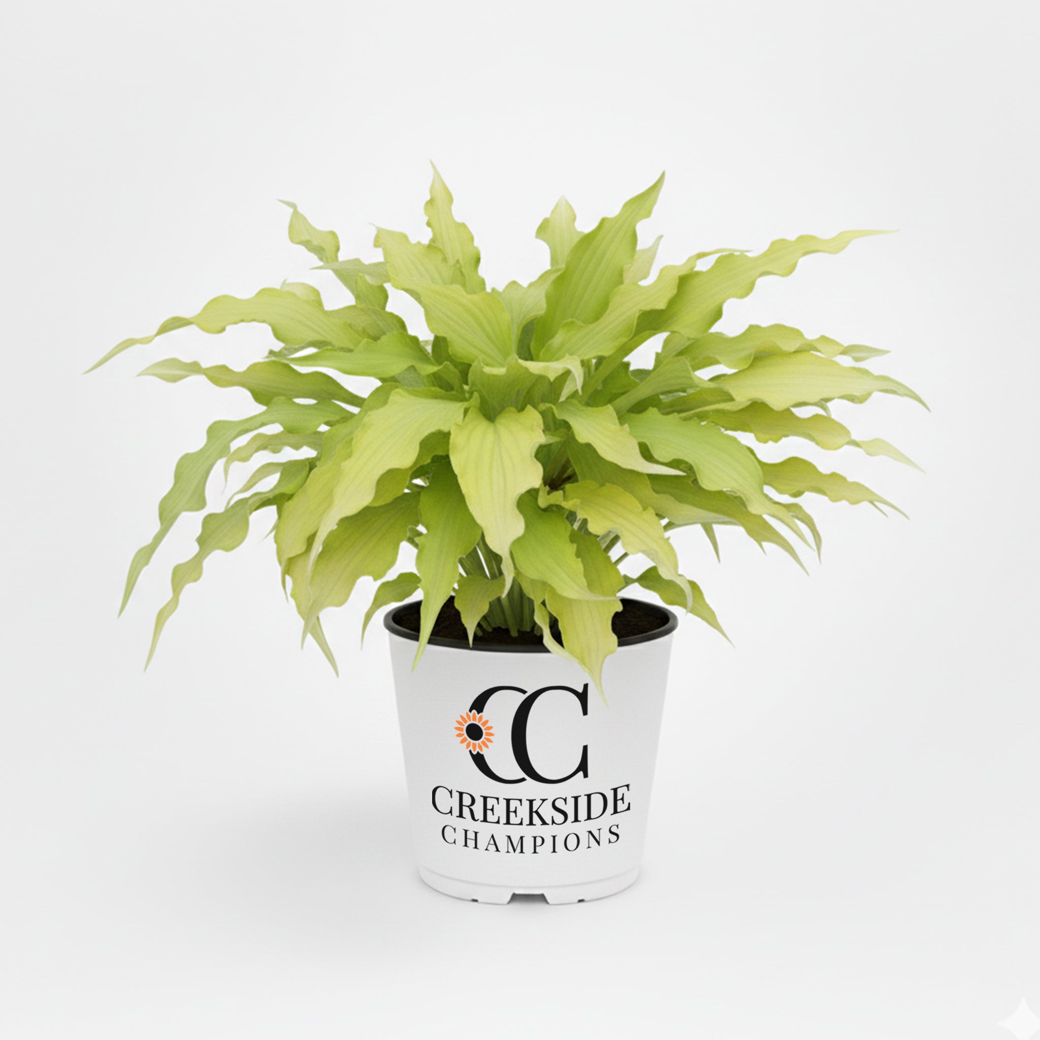 Wiggles and Squiggles' Hosta | Creekside Champions™ – Creekside