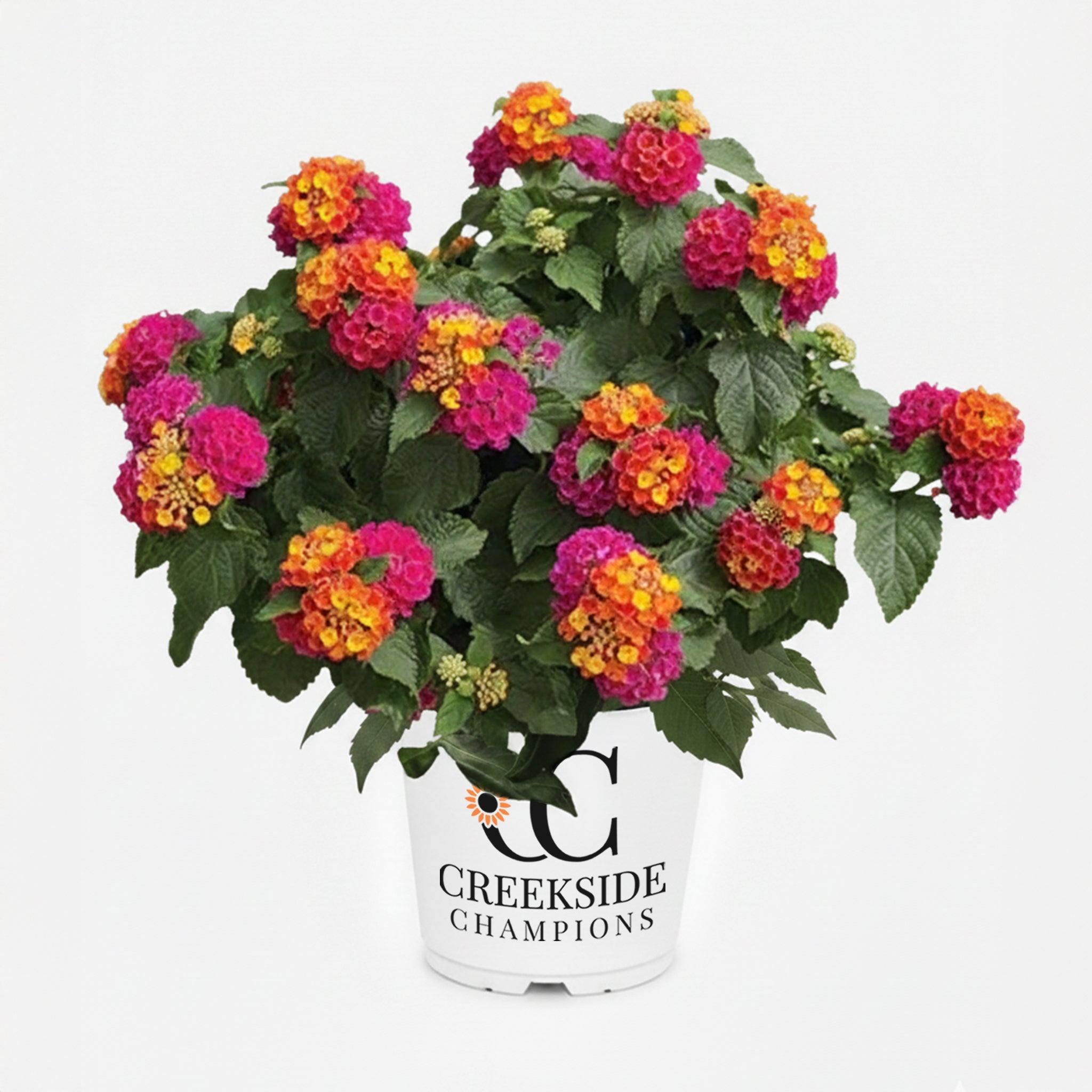 Bandana® Cherry Sunrise Lantana | Creekside Champions™ – Creekside