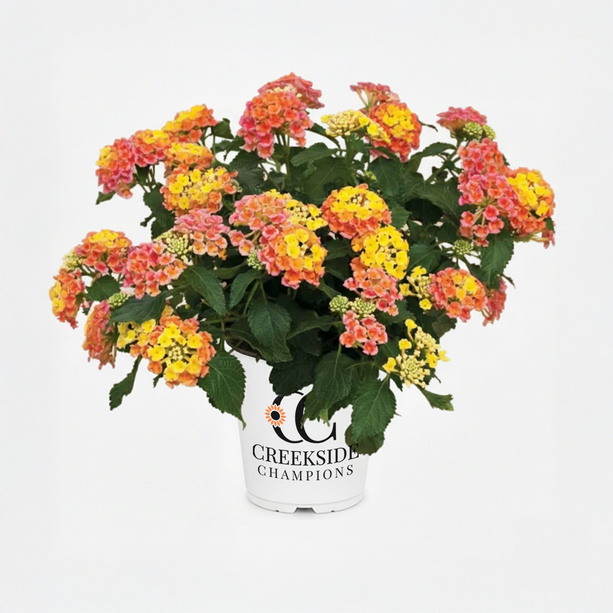 Bandana® Peach Lantana | Creekside Champions™ – Creekside Nursery, Inc