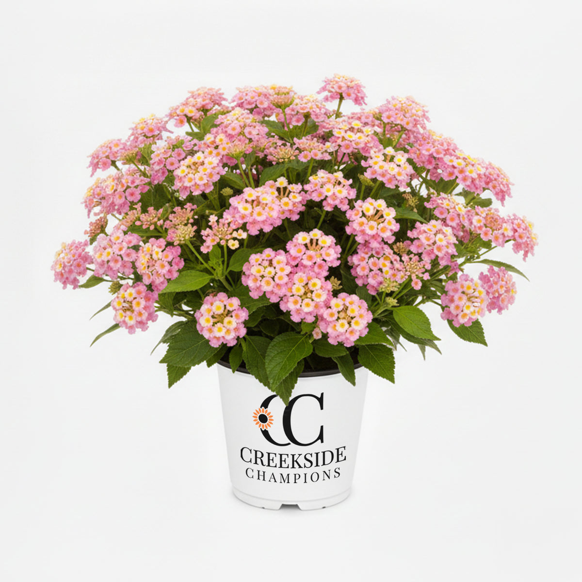 Pink lantana flowers in a nursery pot