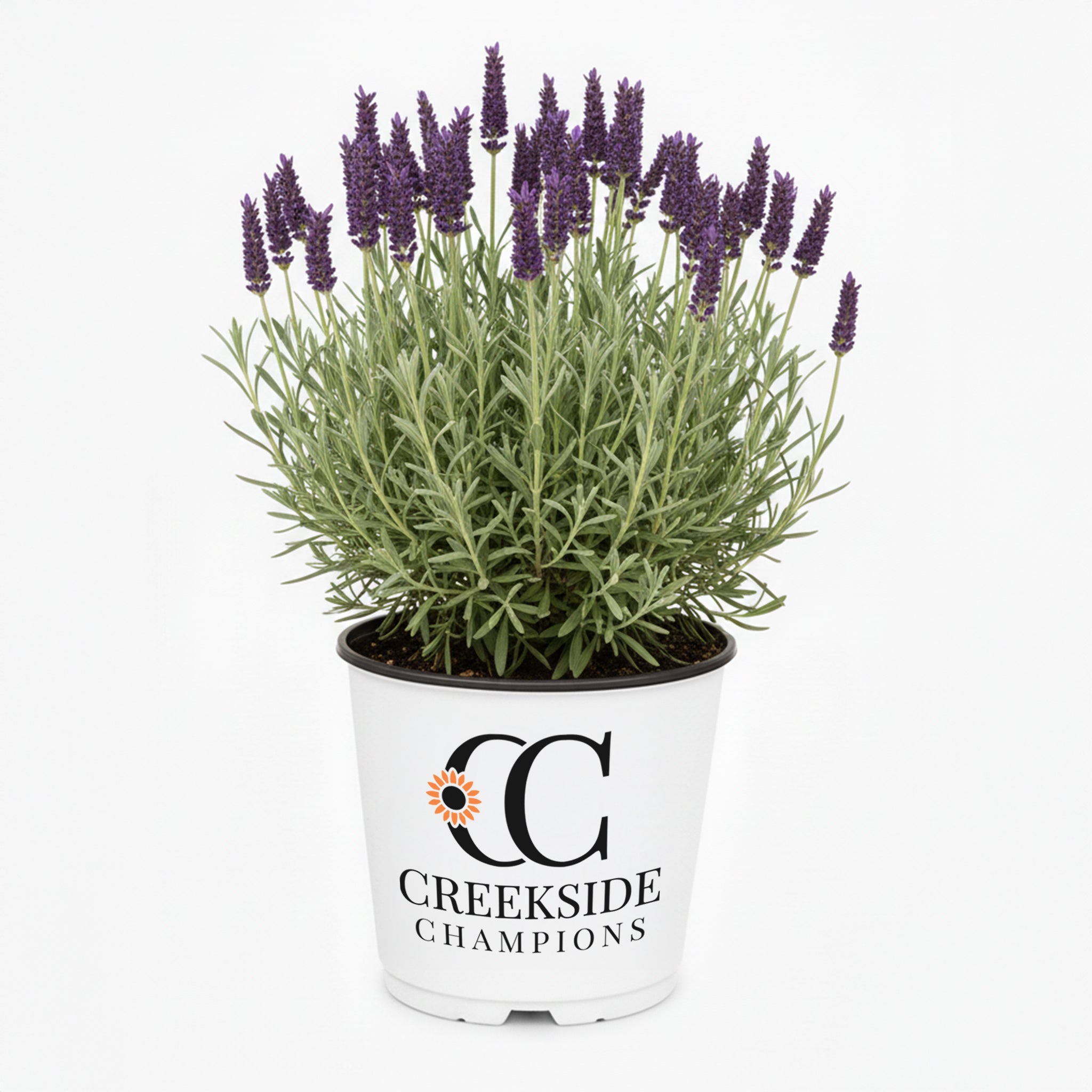 discount lavender plants Phenomenal' Lavender