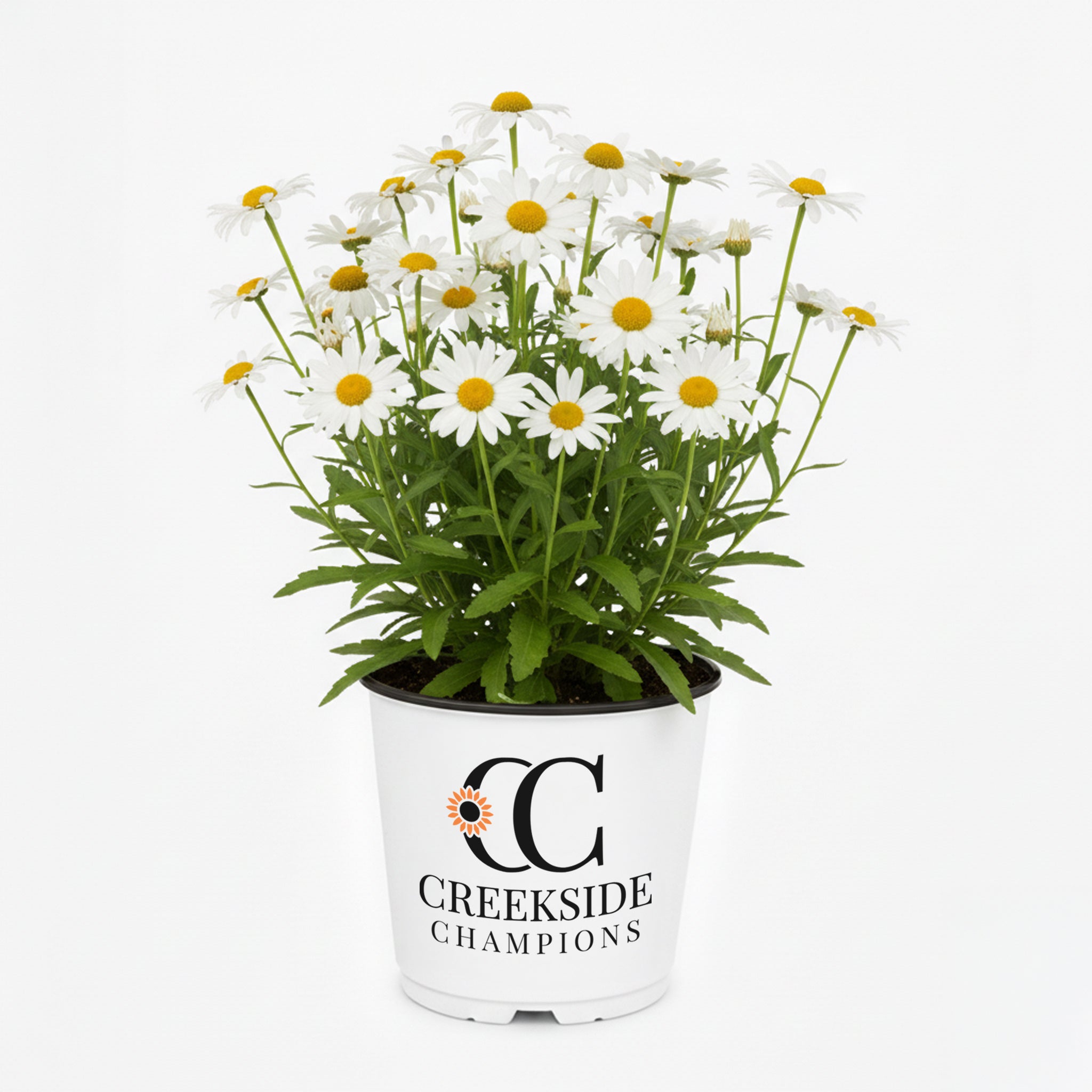 CC-Pot-Leucanthemum-