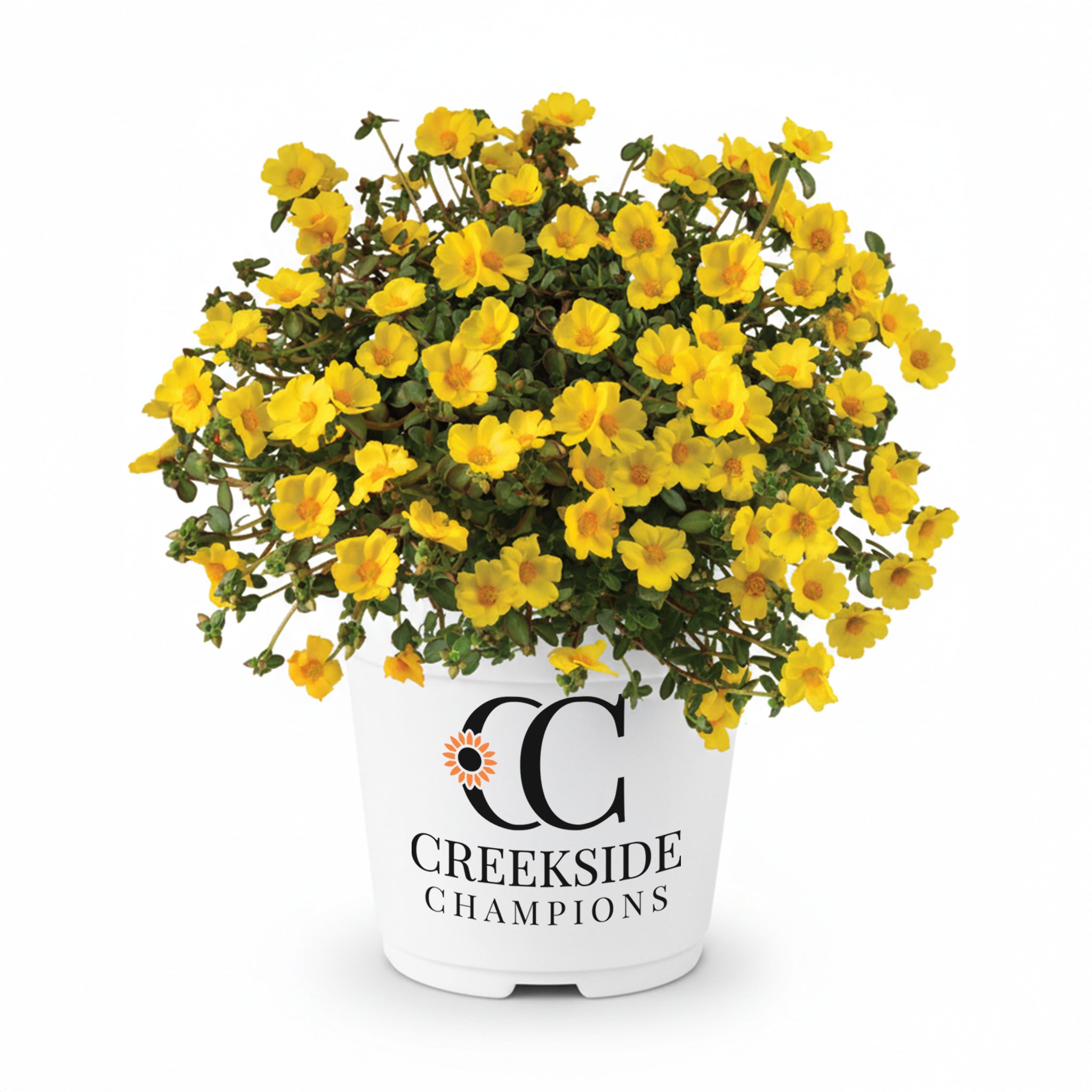 Mega Pazzaz™ Gold Portulaca | Creekside Champions™ – Creekside