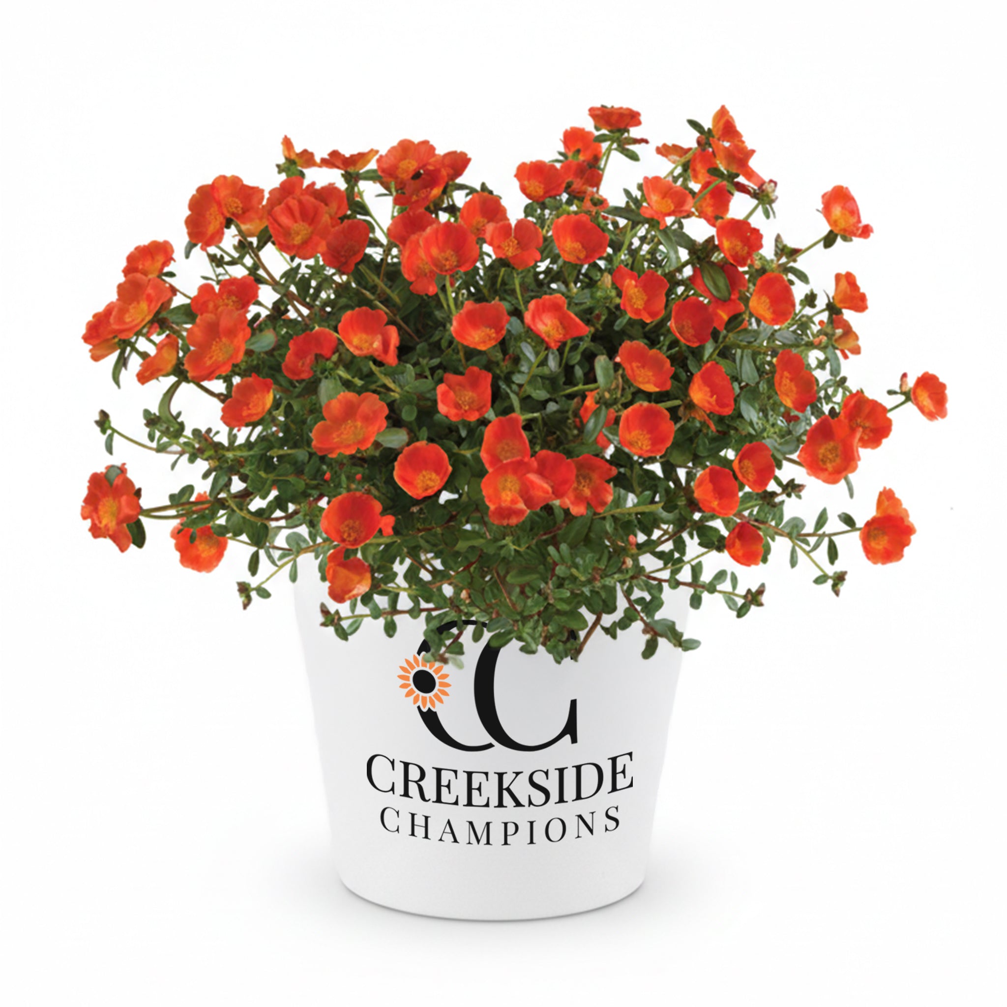 Mega Pazzaz™ Orange Portulaca