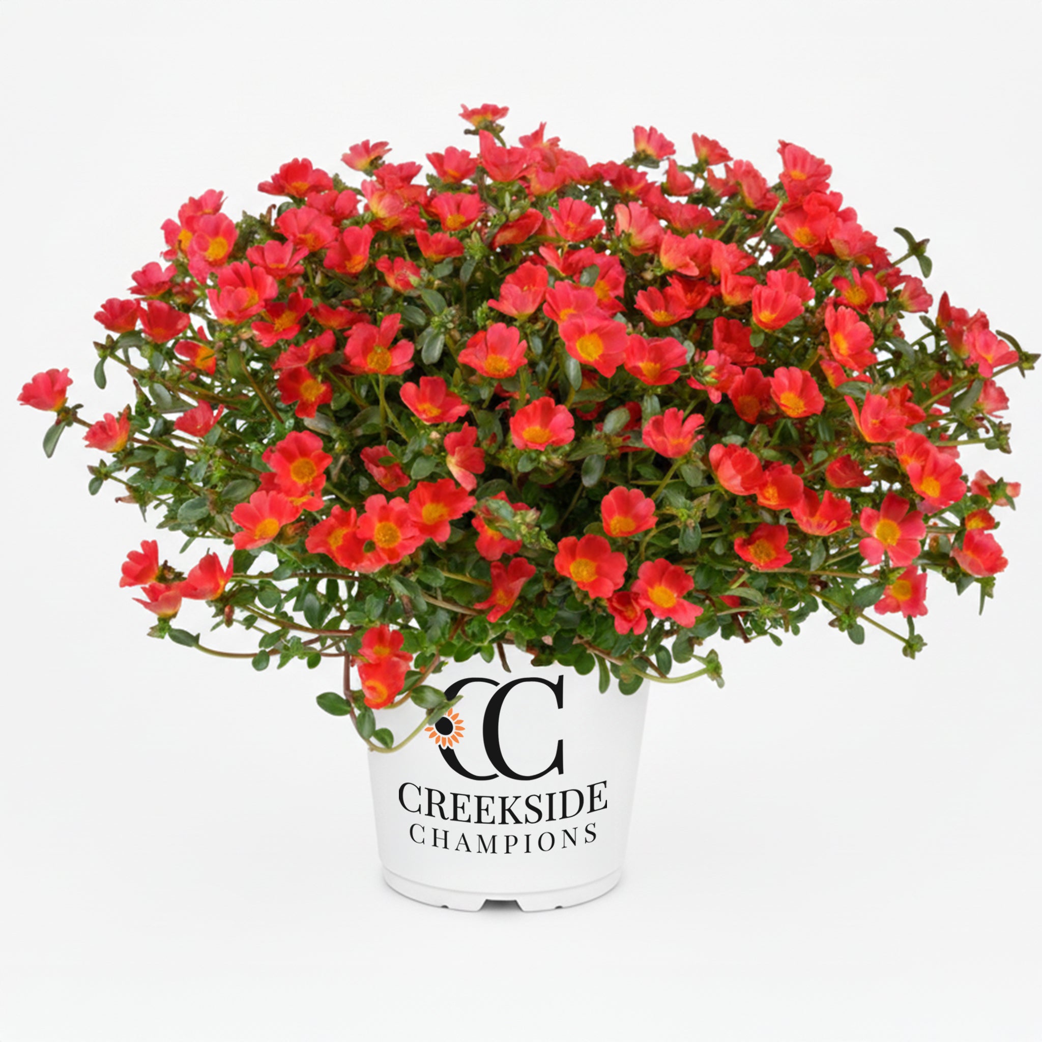 Mega Pazzaz™ Red Portulaca | Creekside Champions™ – Creekside