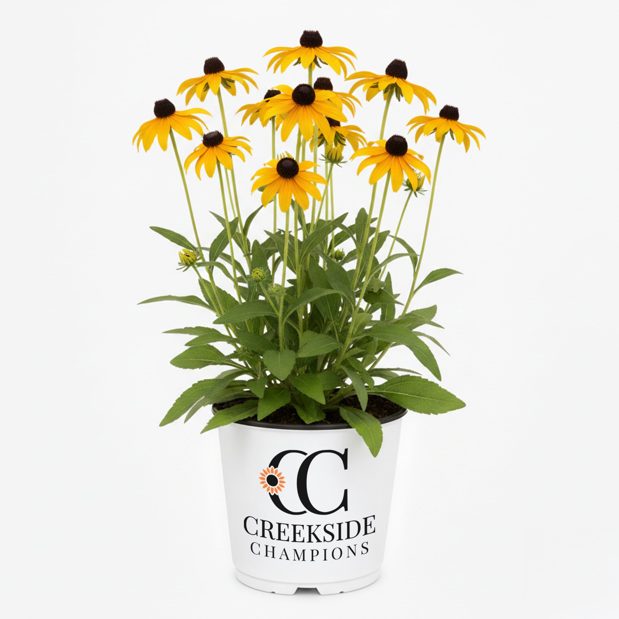 can you plant rudbeckia in pots American Gold Rush' Rudbeckia