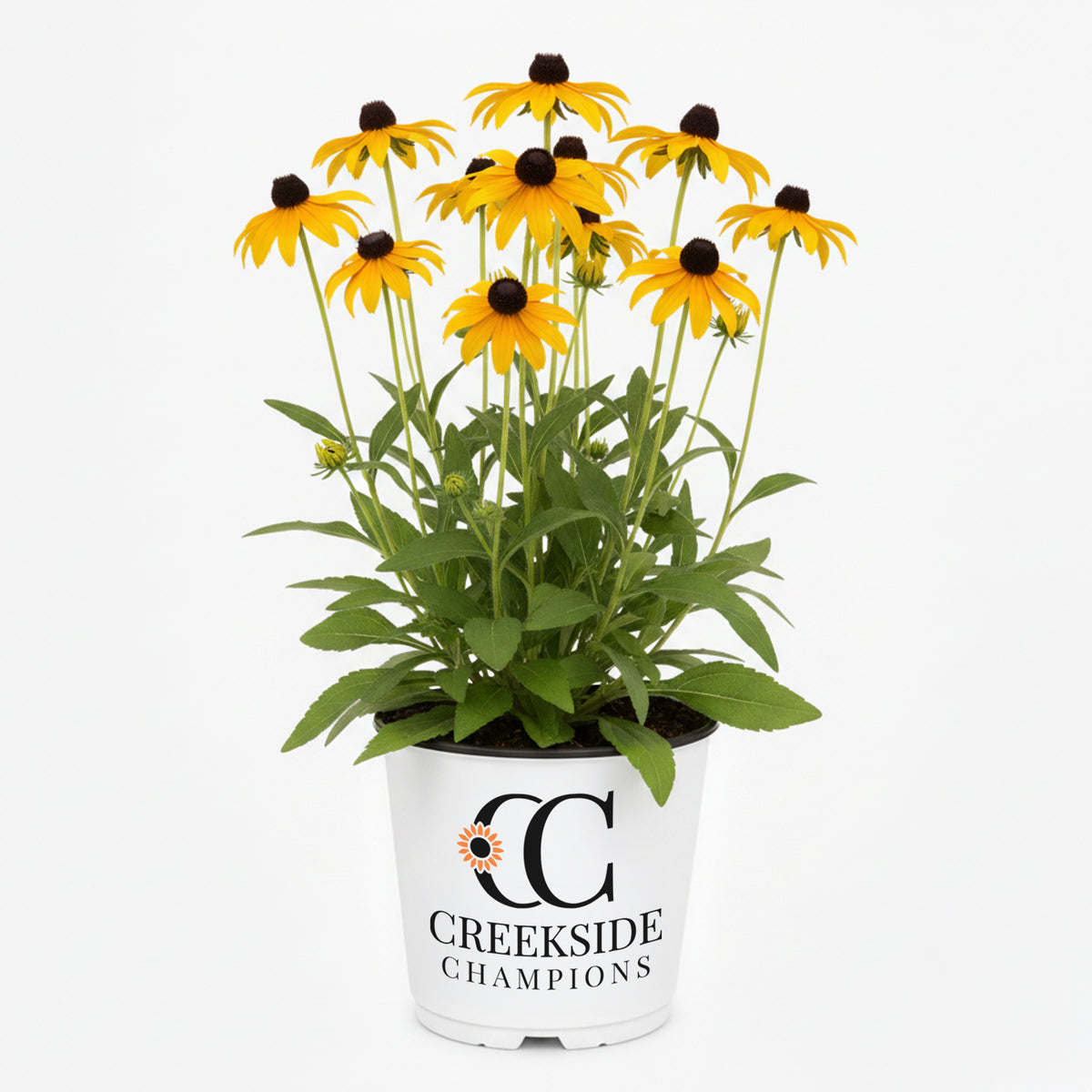 American Gold Rush Rudbeckia with yellow flowers in a pot