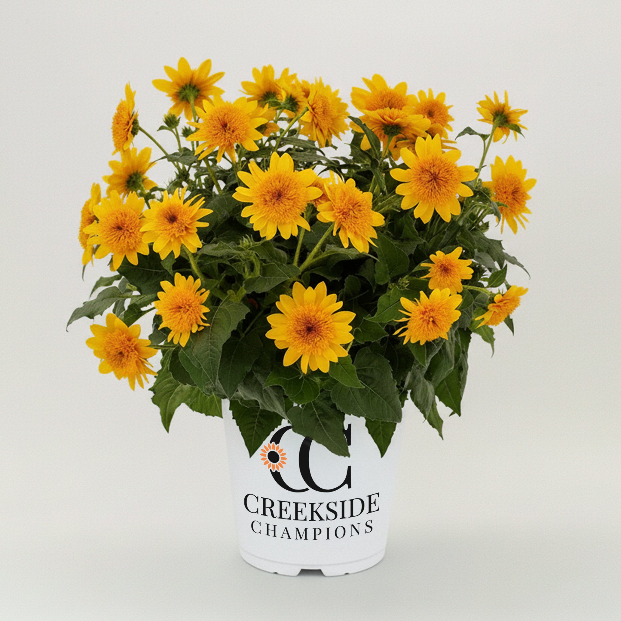 Sunfinity® Double Yellow Sunflower | Creekside Champions