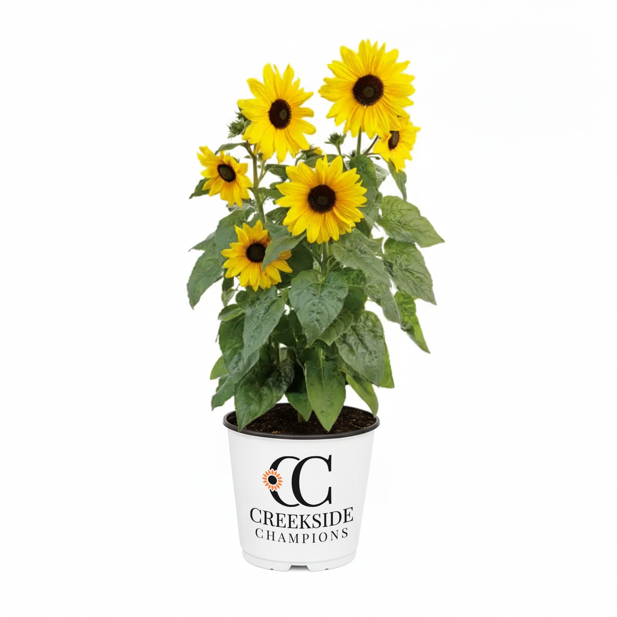 Sunflower's Garden - HUNTER×HUNTER 8979_BnPk_SunflwrFrst_2023FPr_