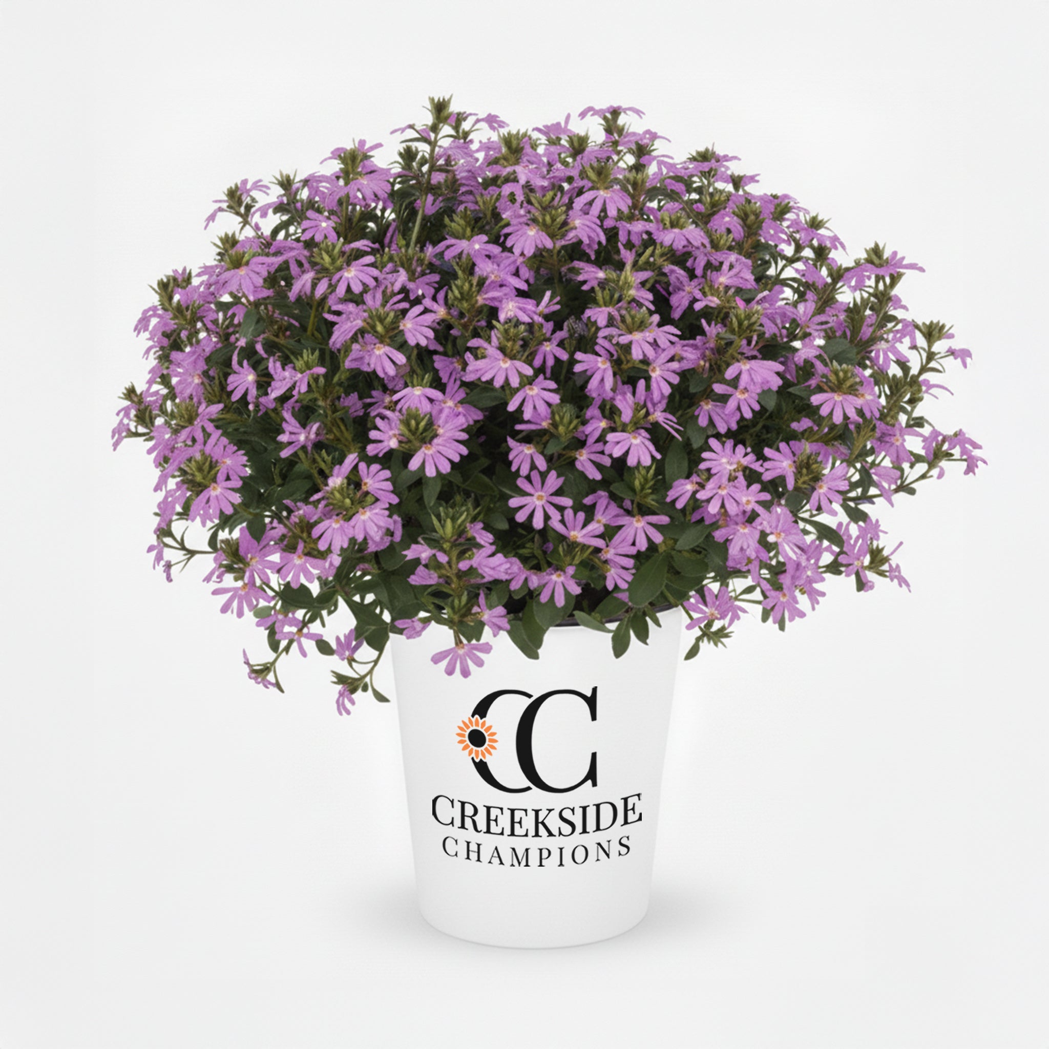 Surdiva Lilac Mist' Scaevola | Creekside Champions™ – Creekside