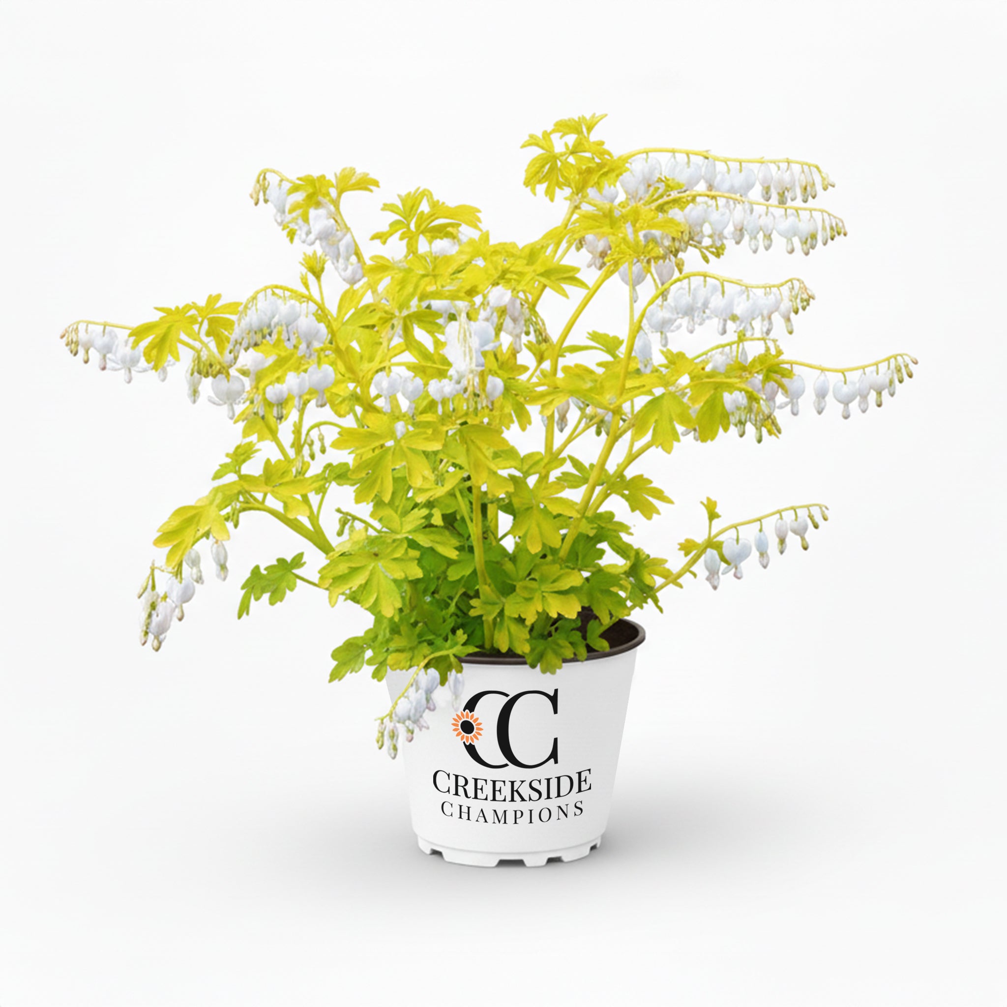 感謝価格‼️ちびハート　ダルメシアン白No.661 CC-Pot-dicentra-spectabilis-
