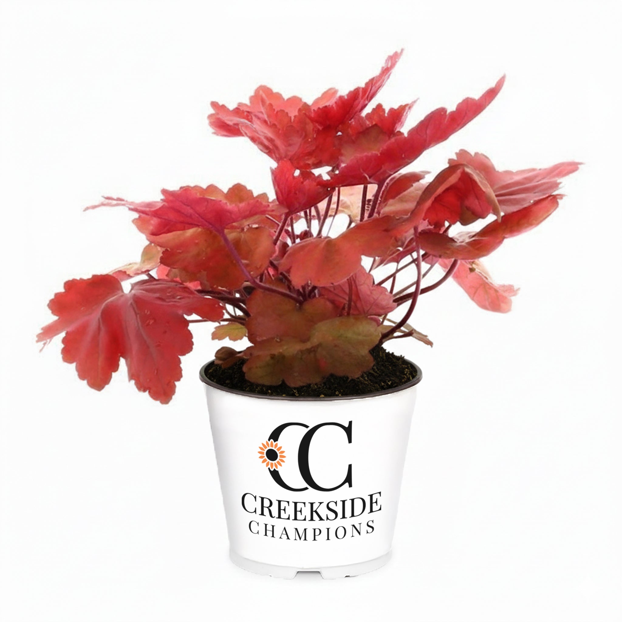 heuchera plants in pots Autumn Leaves' Heuchera