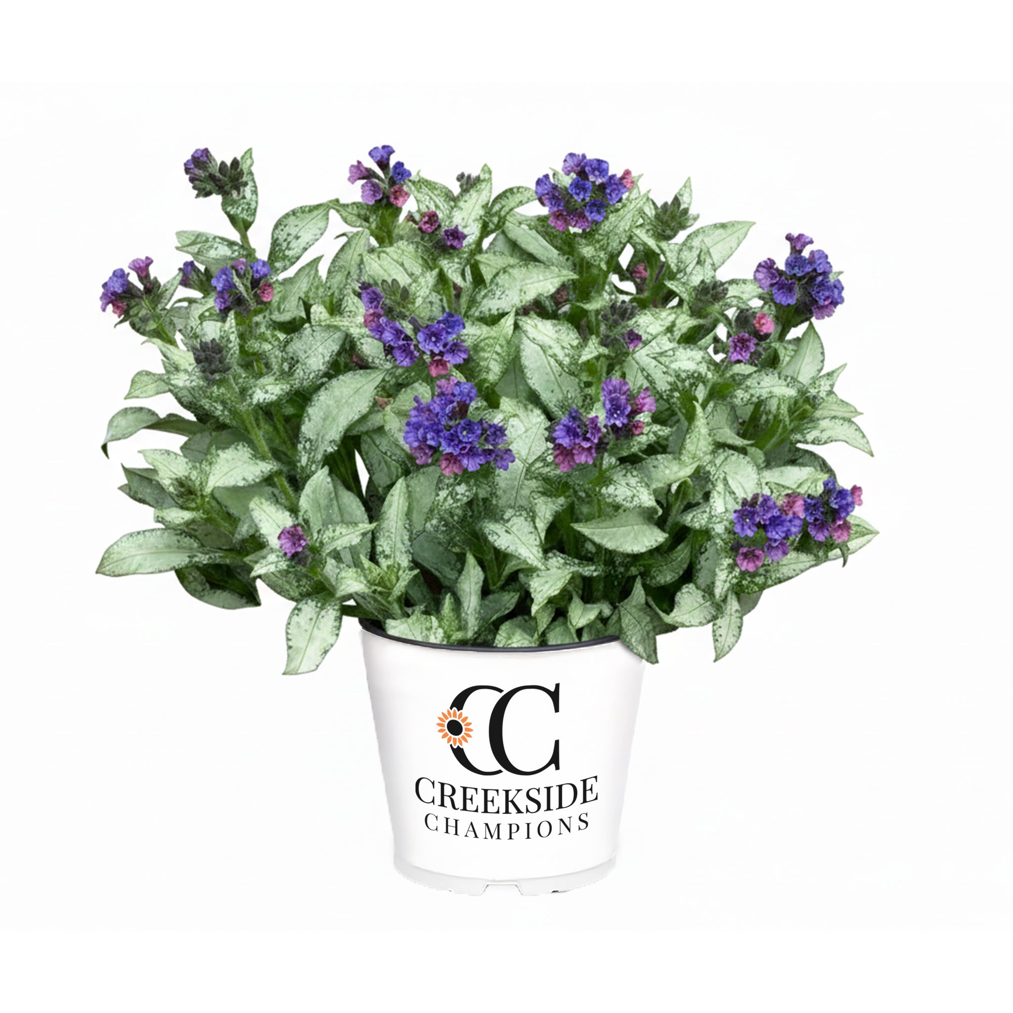 Silver Scimitar' Pulmonaria | Creekside Champions™ – Creekside
