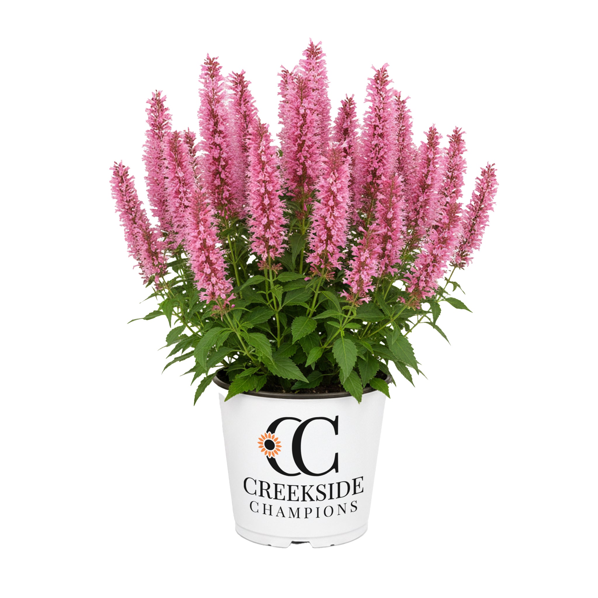 Pink Pearl' Agastache | Creekside Champions™ – Creekside Nursery, Inc