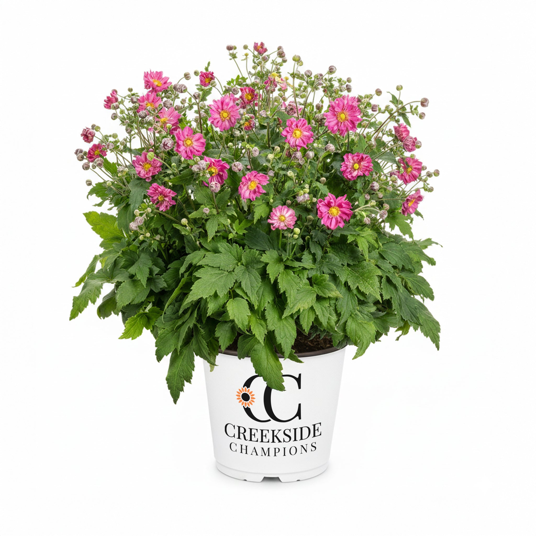 Harlequin Pastel' Anemone | Creekside Champions™ – Creekside