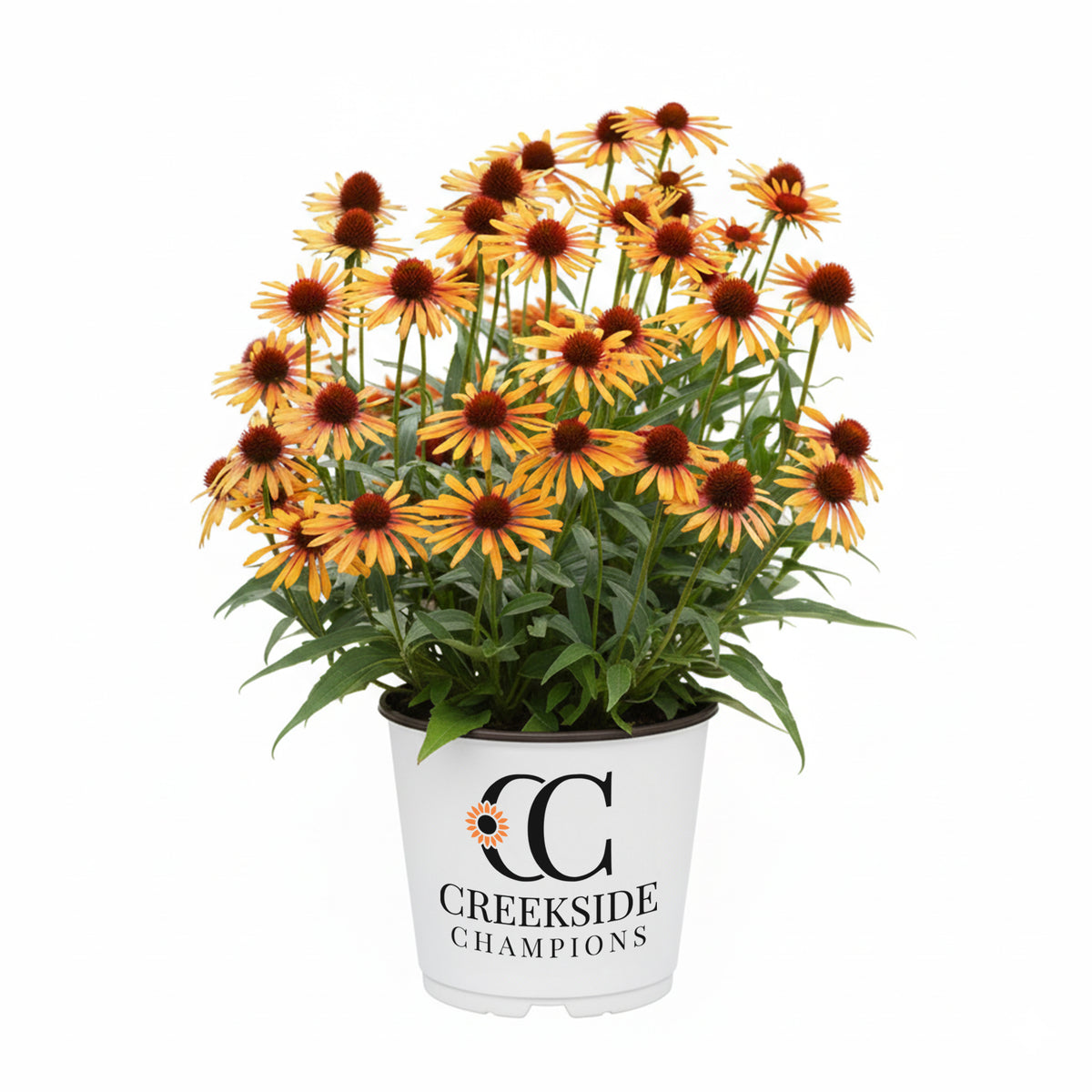 Flame Thrower echinacea with pink and orange flowers in a pot