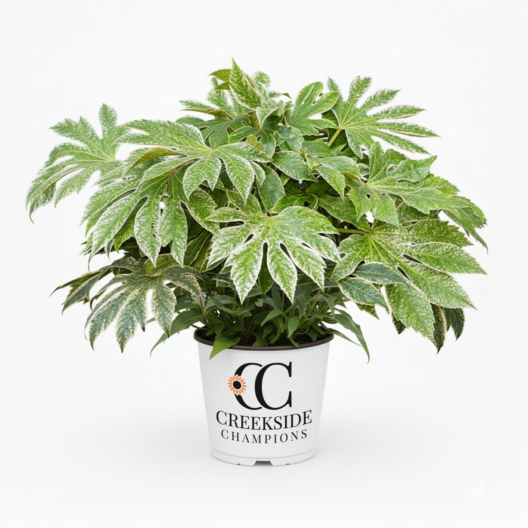 japonica spider plant ‘Spider’s Web’ Fatsia Japonica