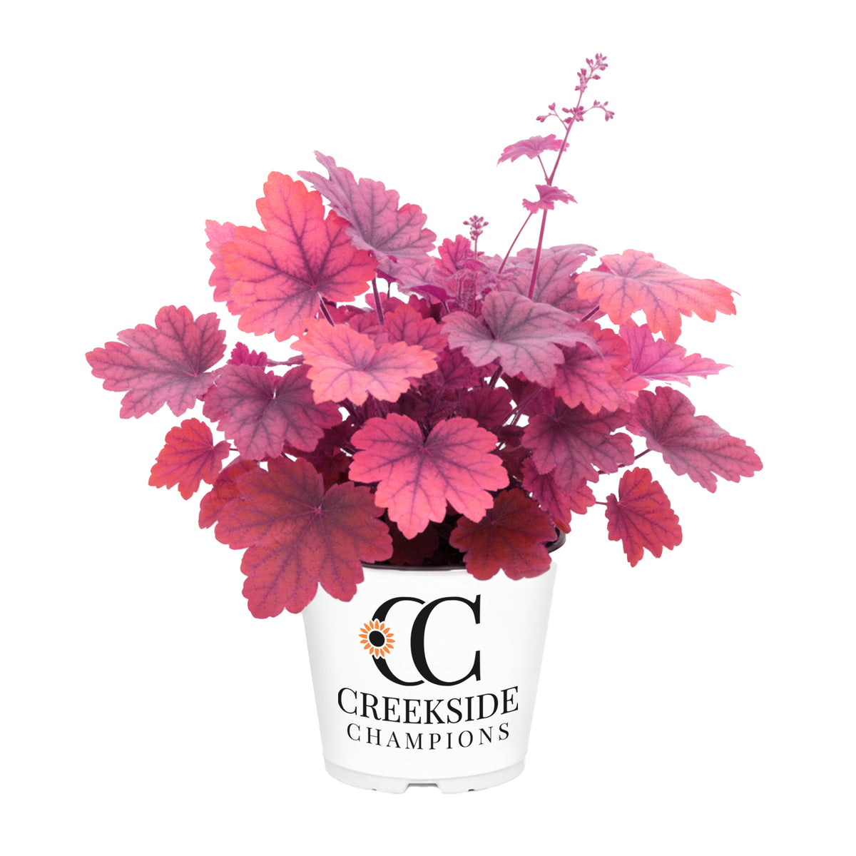 Georgia Plum heuchera with purple foliage in a pot