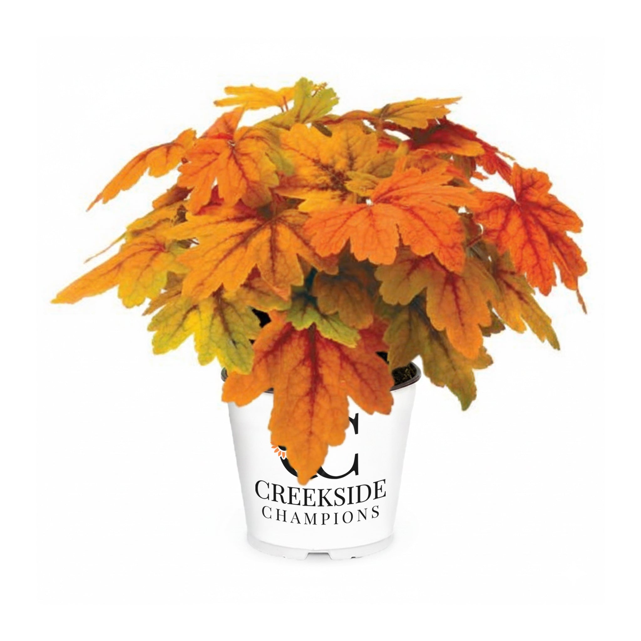 Southern Comfort' Heuchera | Creekside Champions™ – Creekside
