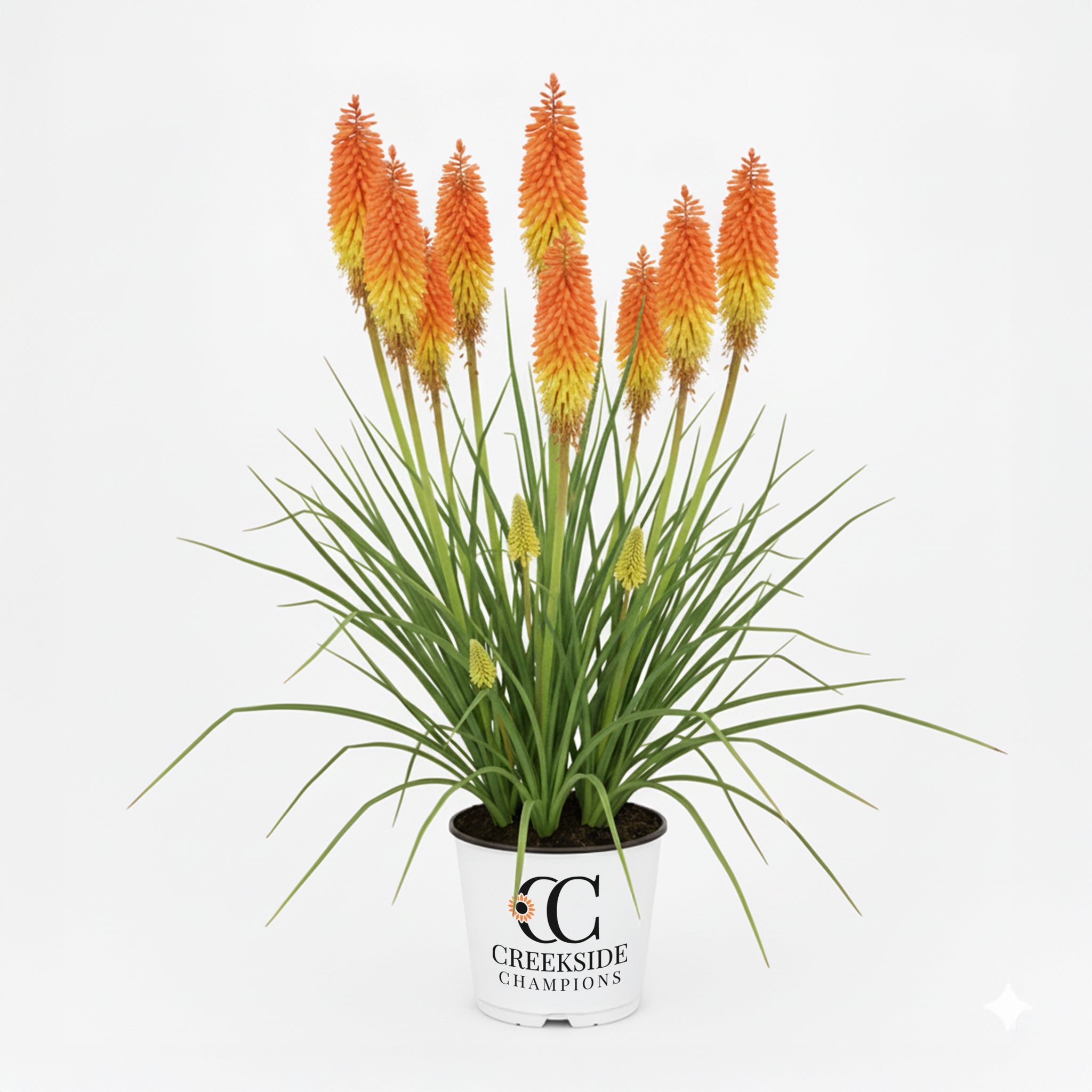Rocket Jr.' Kniphofia | Creekside Champions™ – Creekside Nursery, Inc