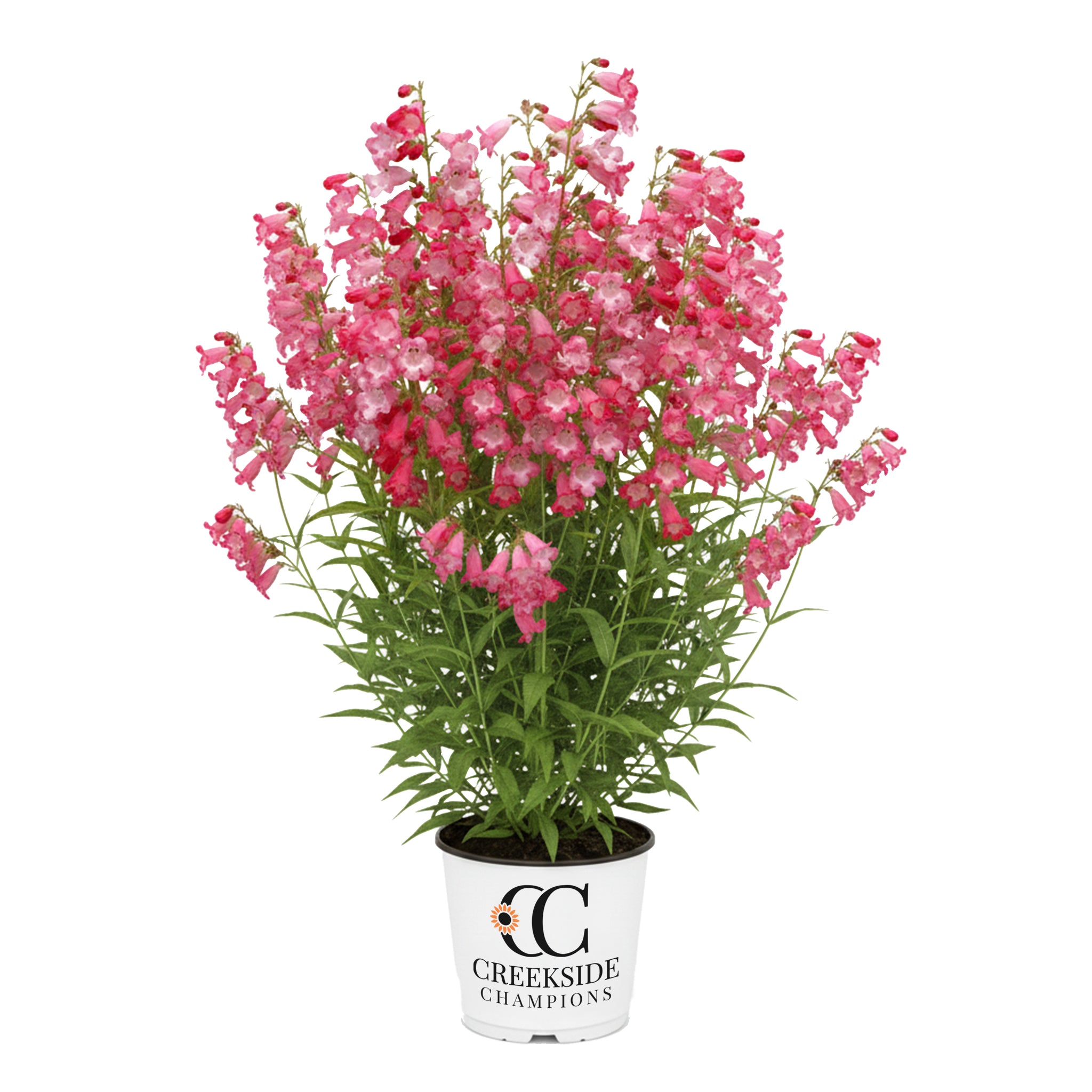 Flock of Flamingos' Penstemon | Creekside Champions™ – Creekside
