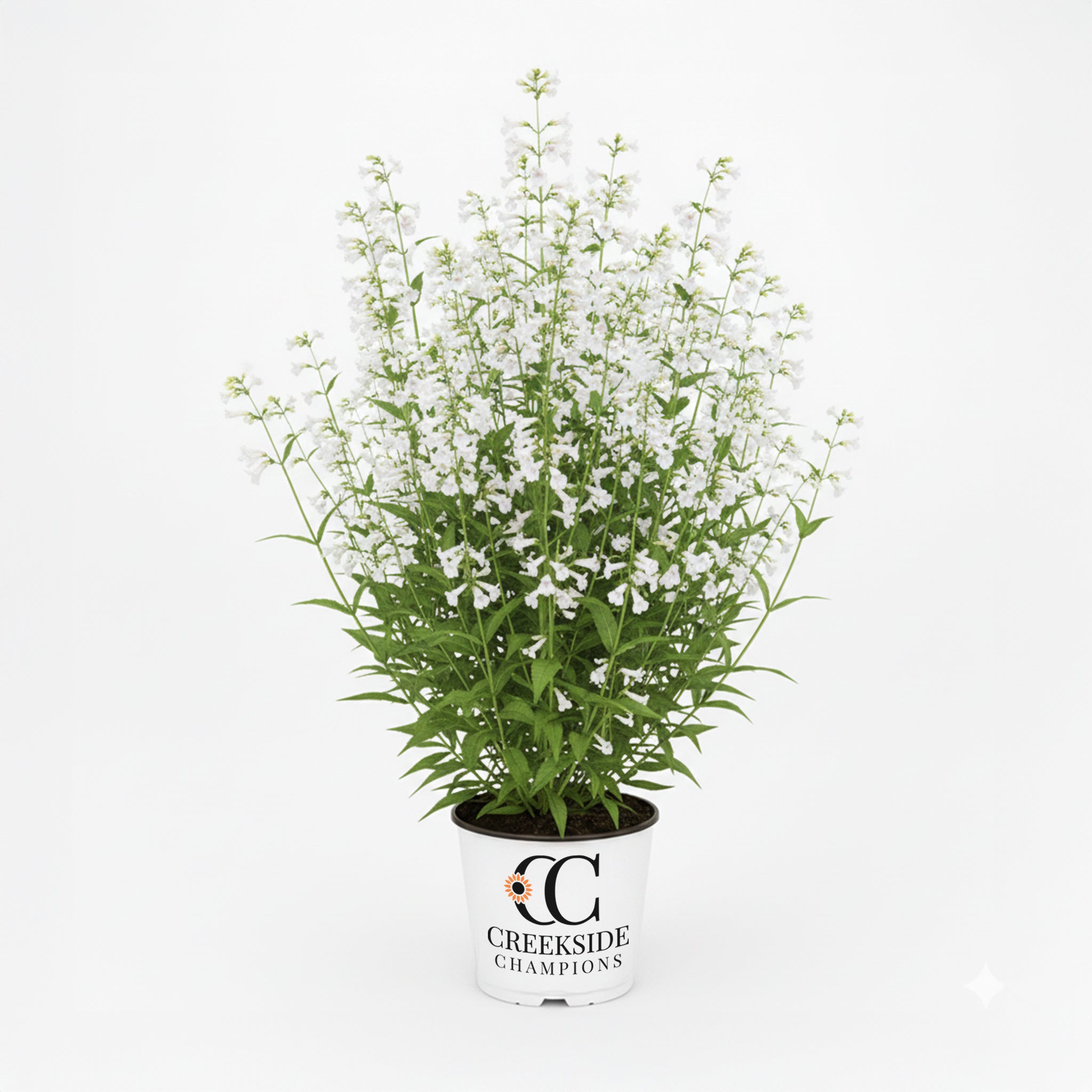 Nova Pearl' Penstemon | Creekside Champions™ – Creekside Nursery, Inc