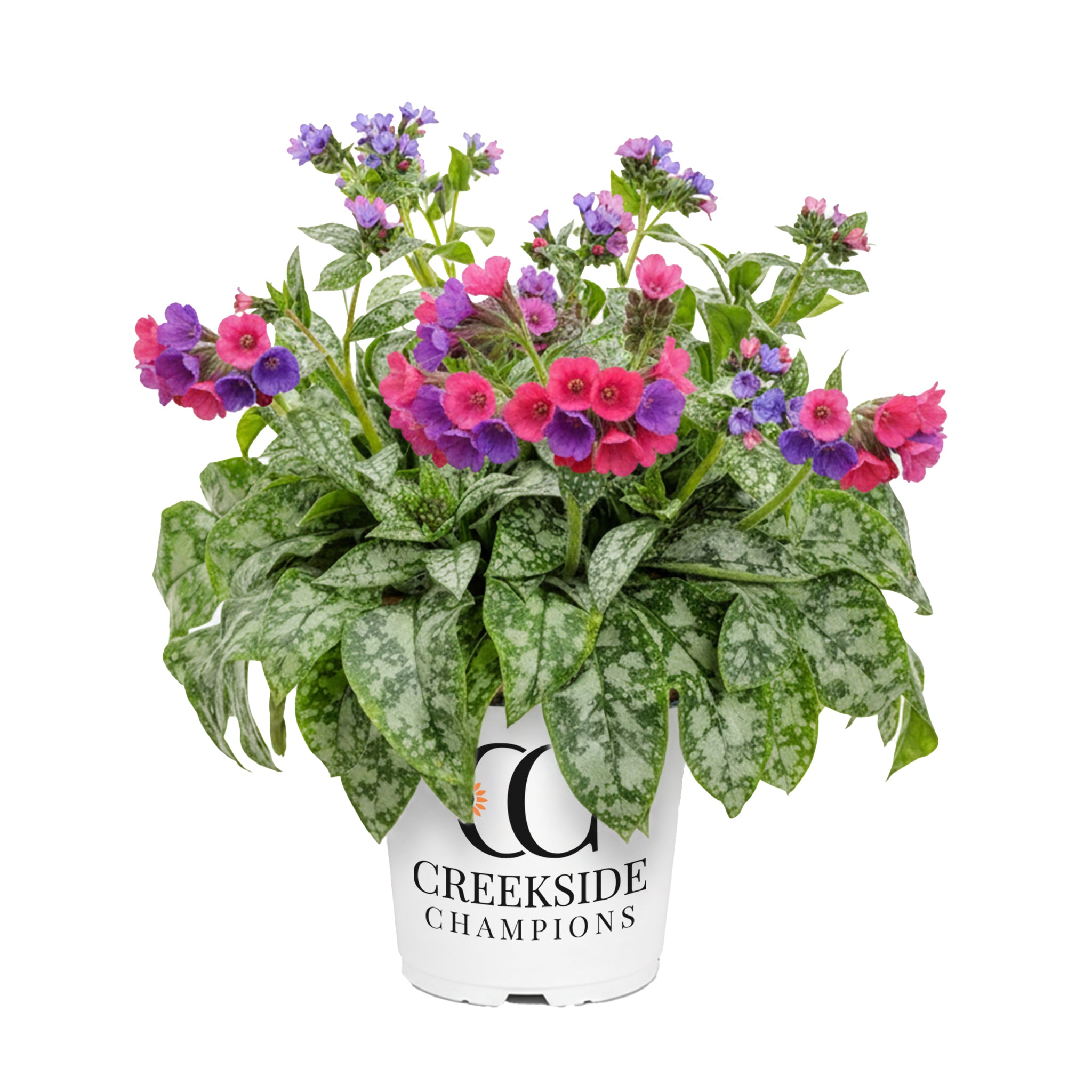 Raspberry Splash' Pulmonaria | Creekside Champions™ – Creekside