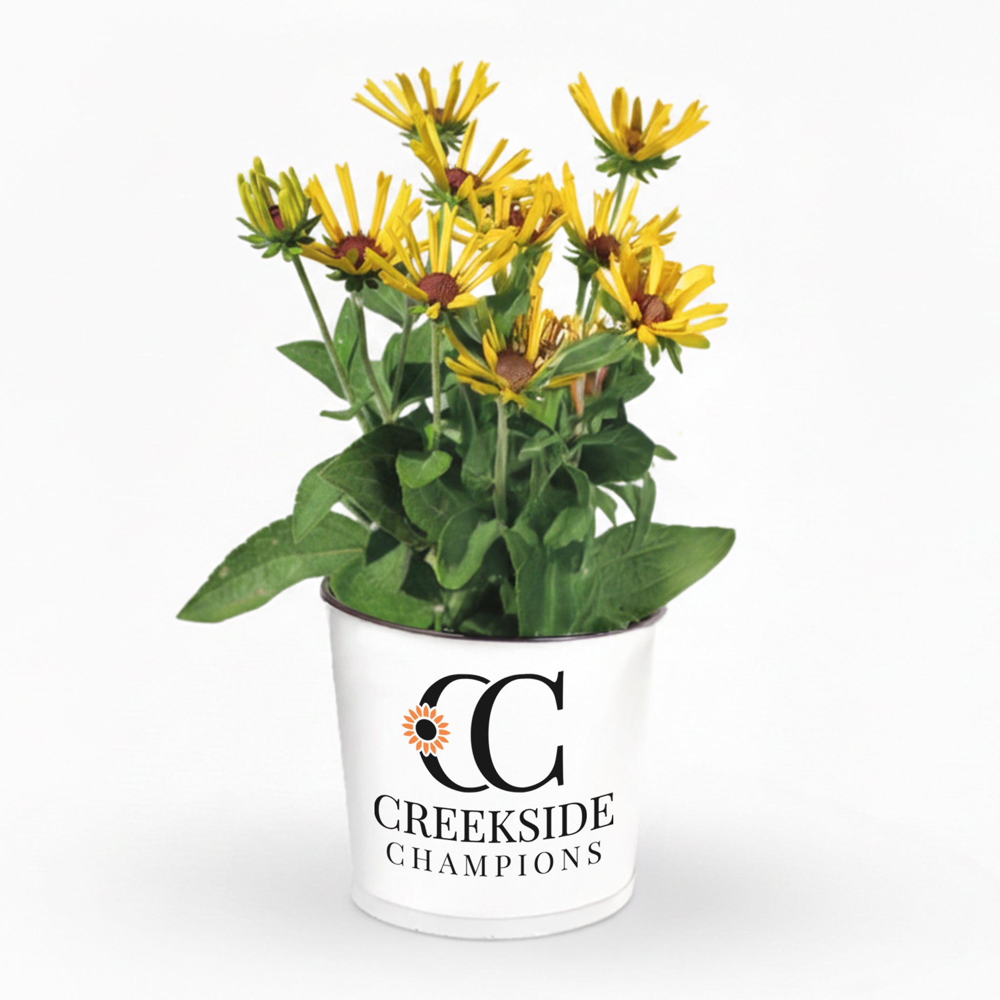 Little Henry' Rudbeckia | Creekside Champions™ – Creekside Nursery