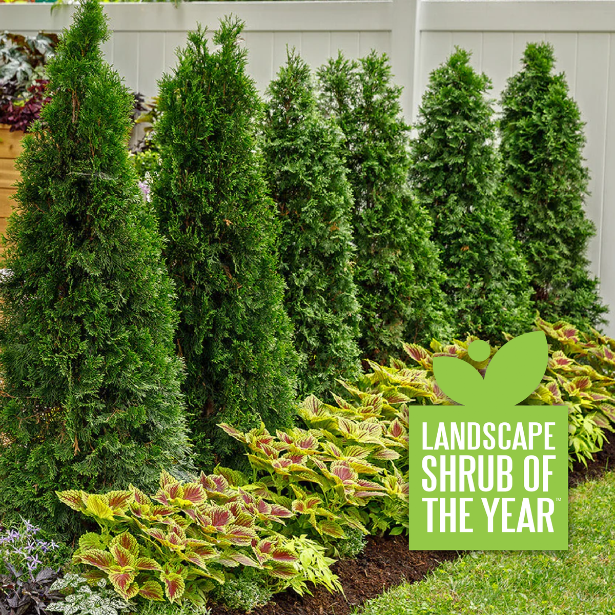North Pole arborvitae Thuja in a nursery pot