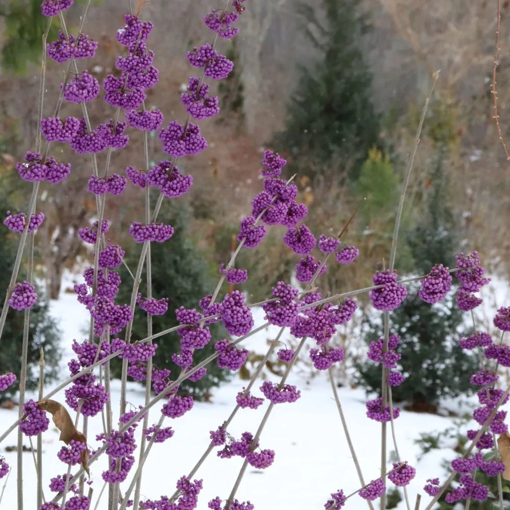 Bubble Up beautyberry shrub with purple berry clusters
