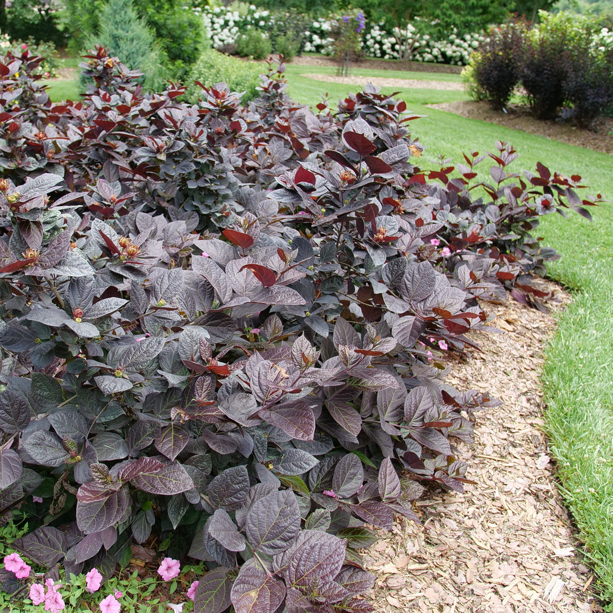 Red Zeppelin sweetshrub with deep red blooms in a pot