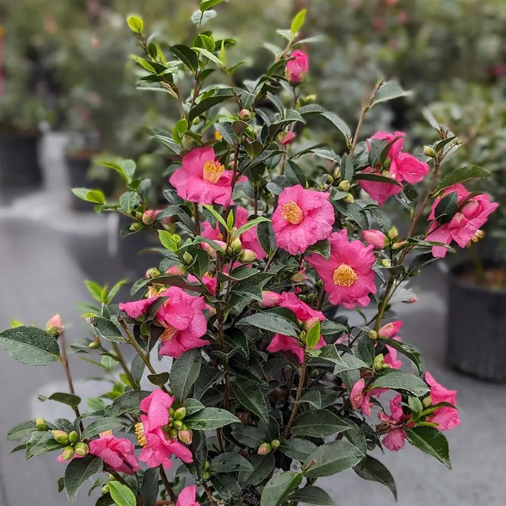 WARM HEARTED™ Pink camellia | Proven Winners® – Creekside Nursery, Inc