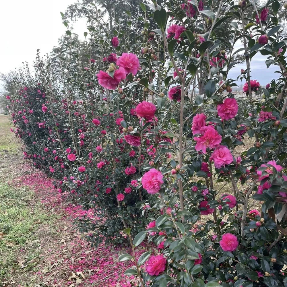 Ruby camellia with red blooms in a nursery pot