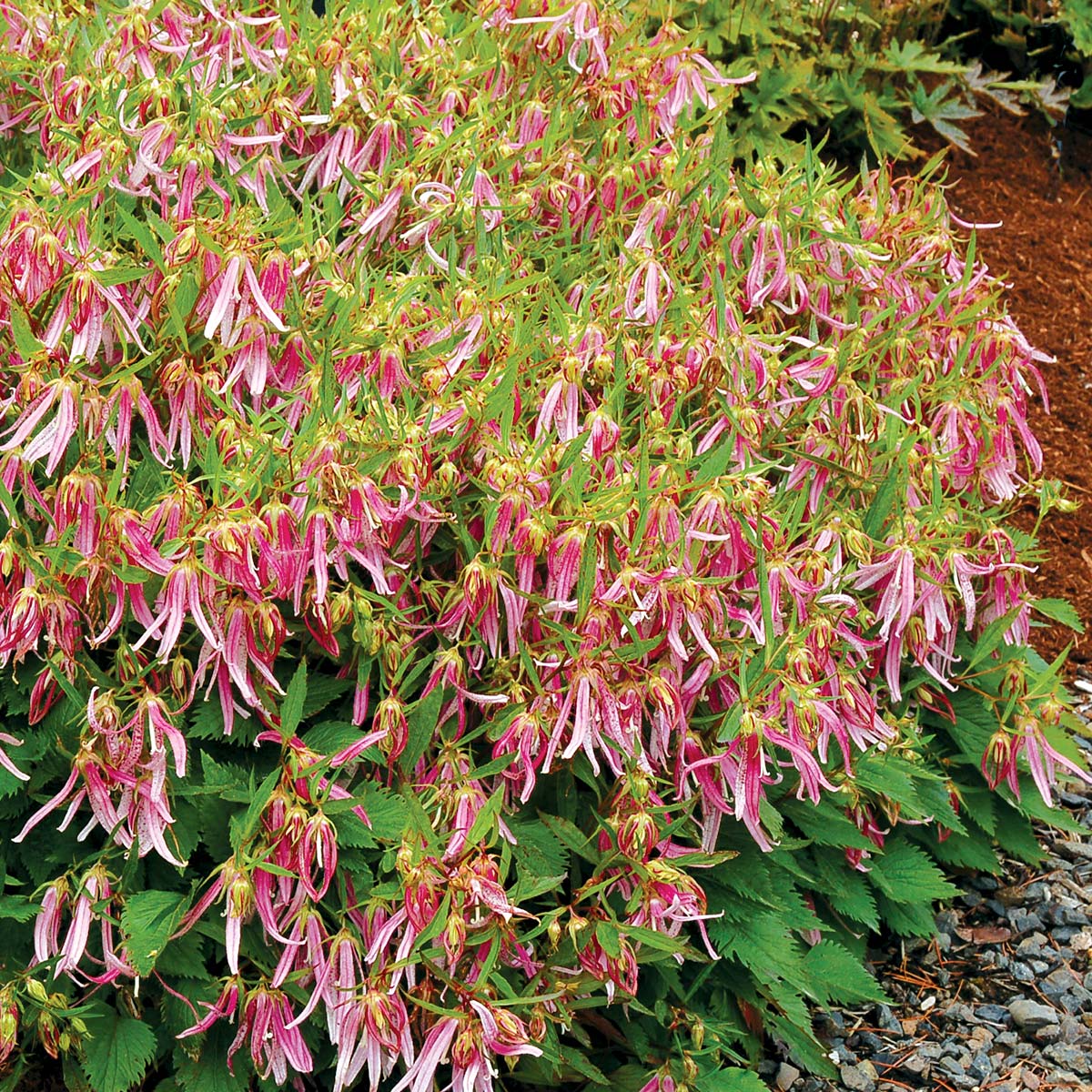 Pink Octopus campanula with pink star-shaped blooms in a pot