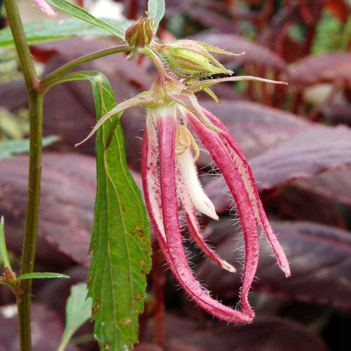 Pink Octopus Campanula with pink flowers in a pot