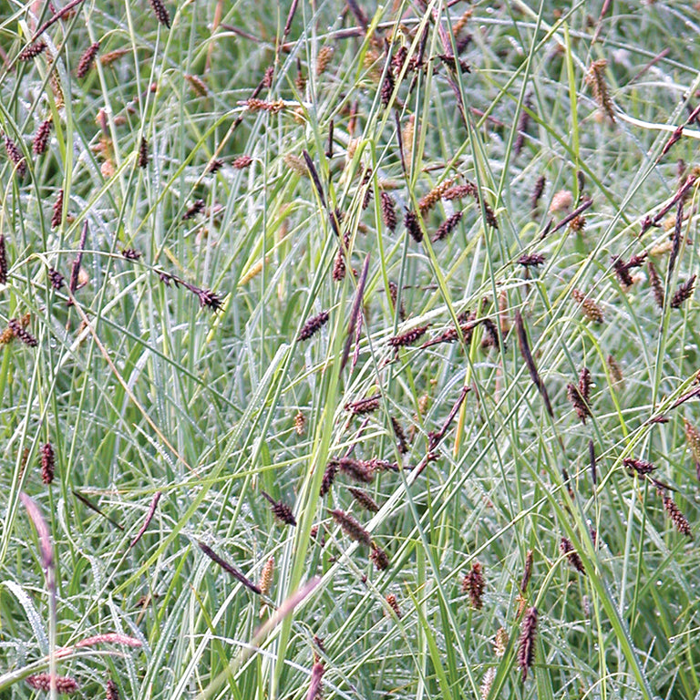 Carex Blue Zinger – Creekside Nursery, Inc