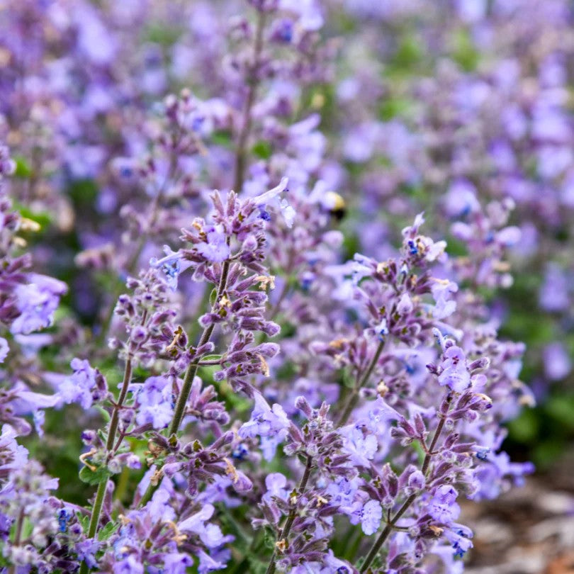 Catwalk Queen nepeta in a nursery pot with purple flowers