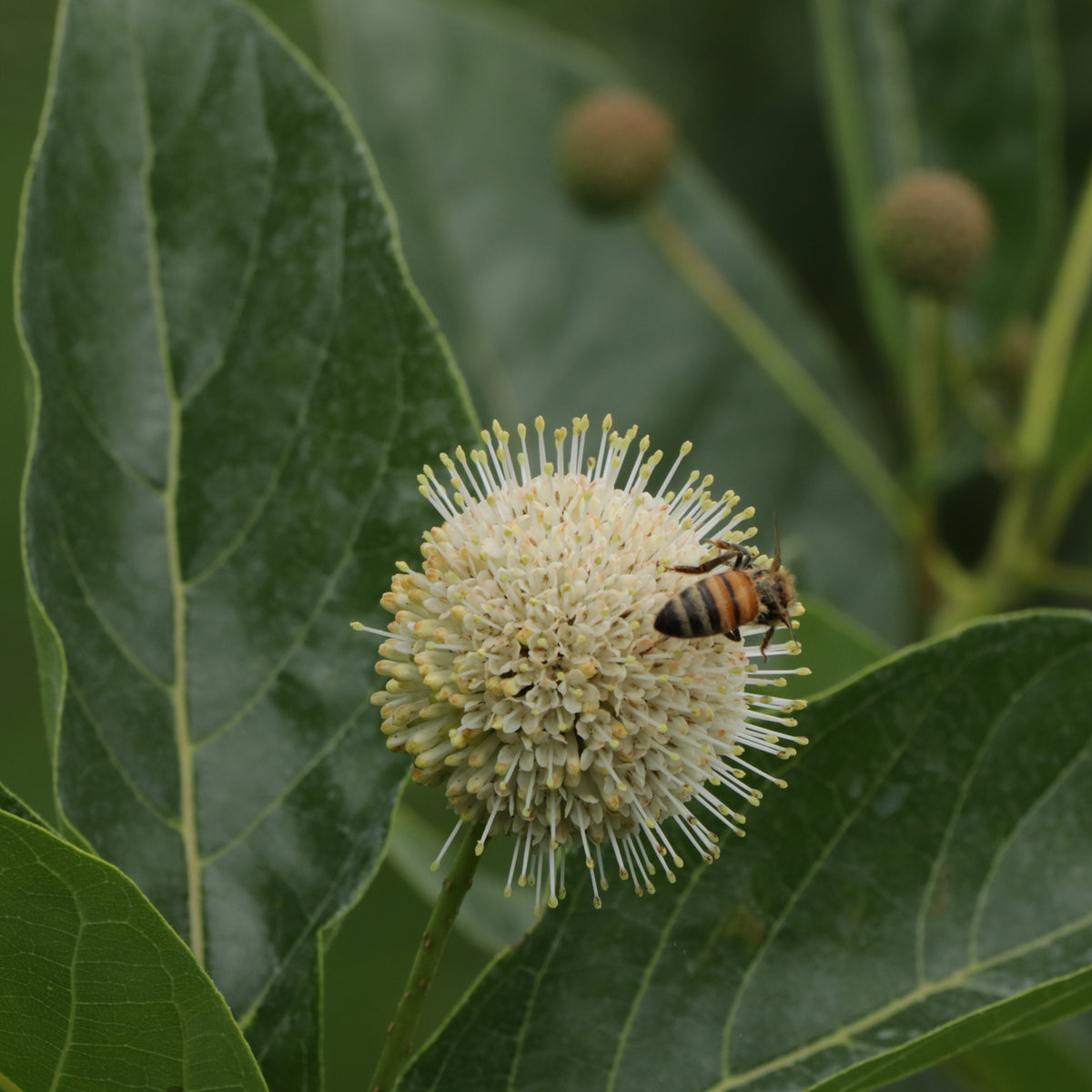 Sugar Shack buttonbush with round white flower heads