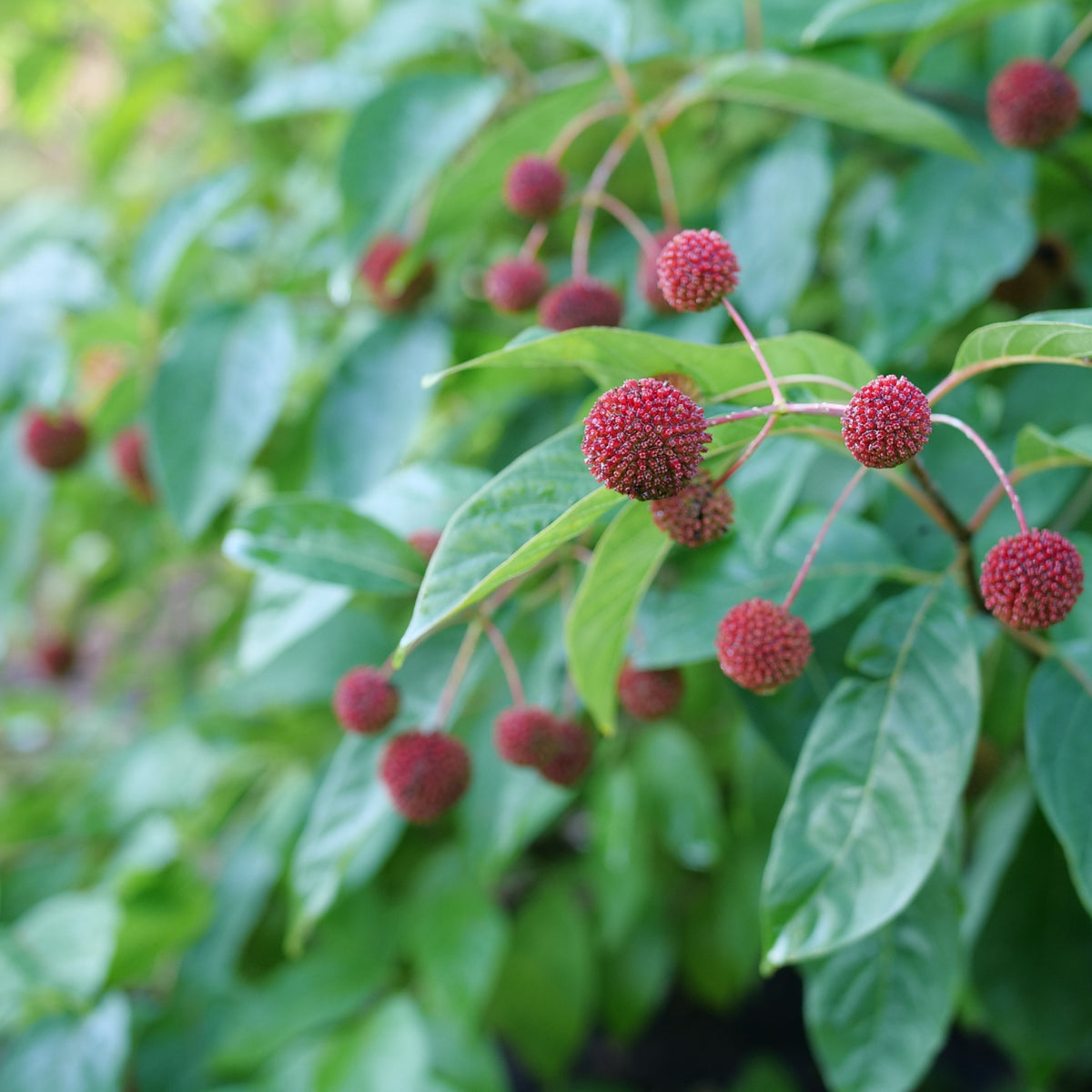 Sugar Shack 2.0 buttonbush in a container with white blooms