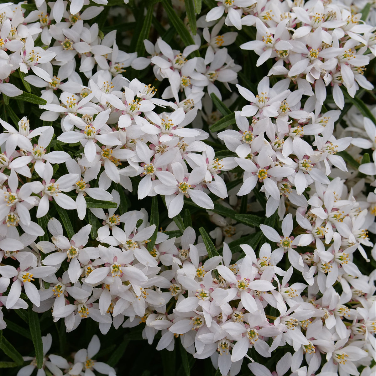 Pinball Blizzard Mexican orange shrub in a pot