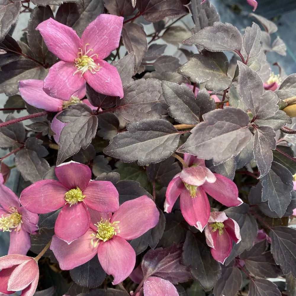 Moongate Mocha clematis with blooms in a nursery pot