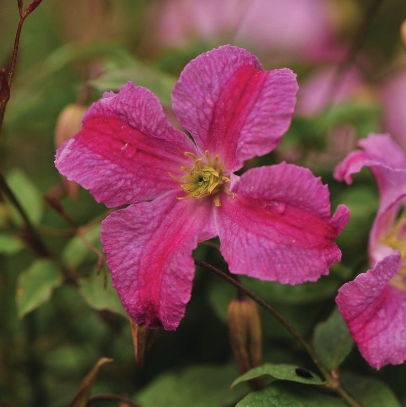 Pink blooms on PINK MINK Clematis in a nursery pot