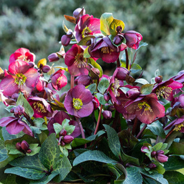Frostkiss Vibey Velvet hellebore with dark blooms in a pot